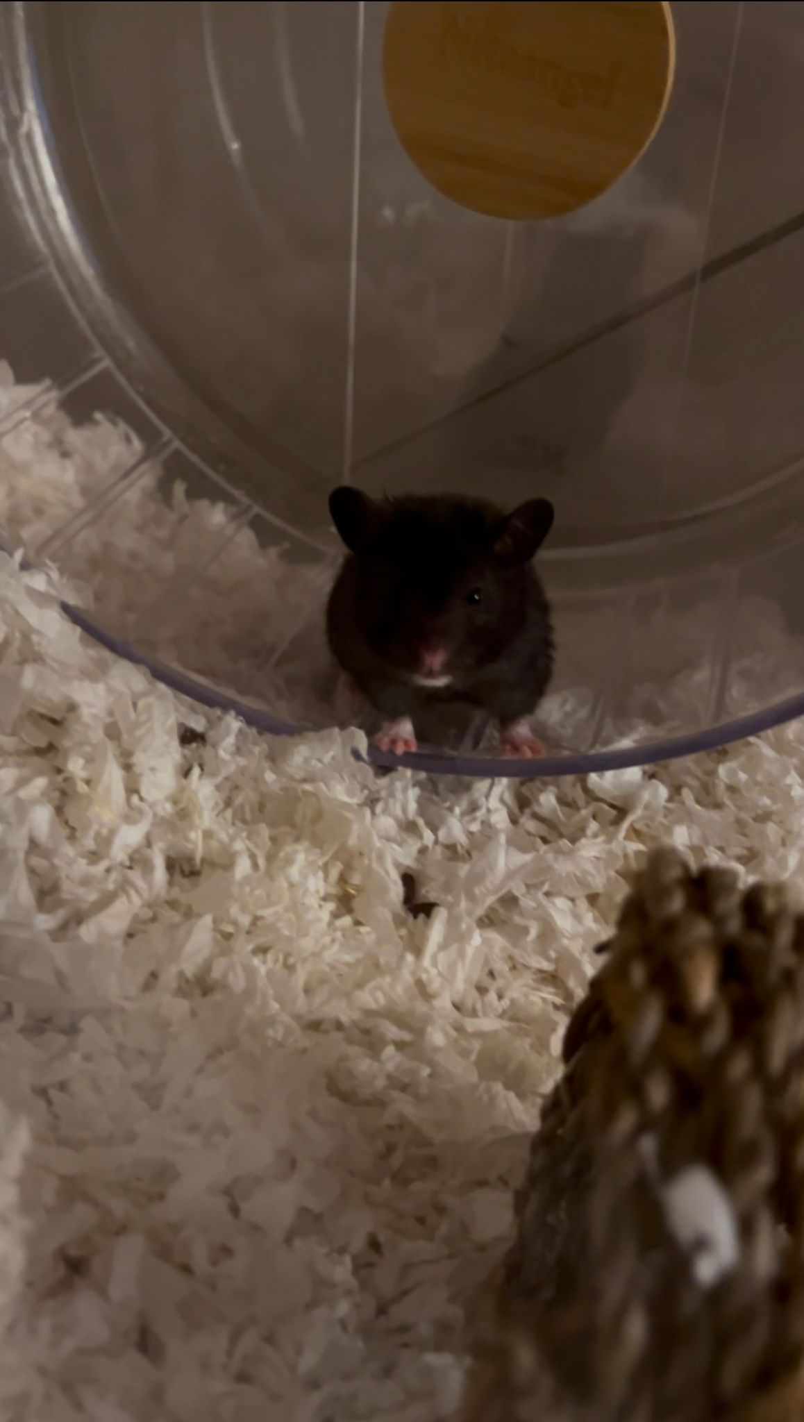 Pet furniture hunting: a tiny hamster but huge mansion!