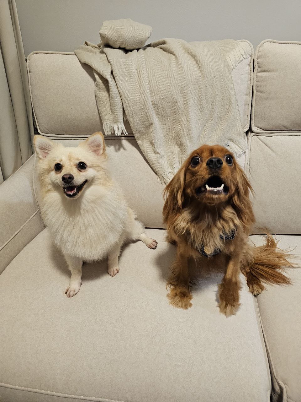 Pet-Friendly Must-Haves for a Tidy Home with Furry Friends!🐾