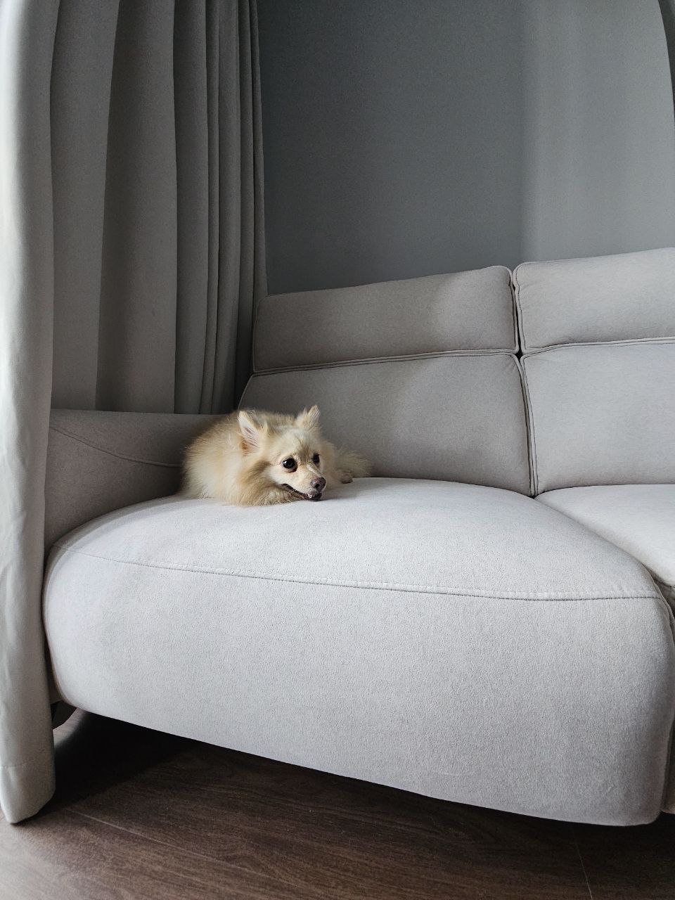 Pet-Friendly Must-Haves for a Tidy Home with Furry Friends!🐾