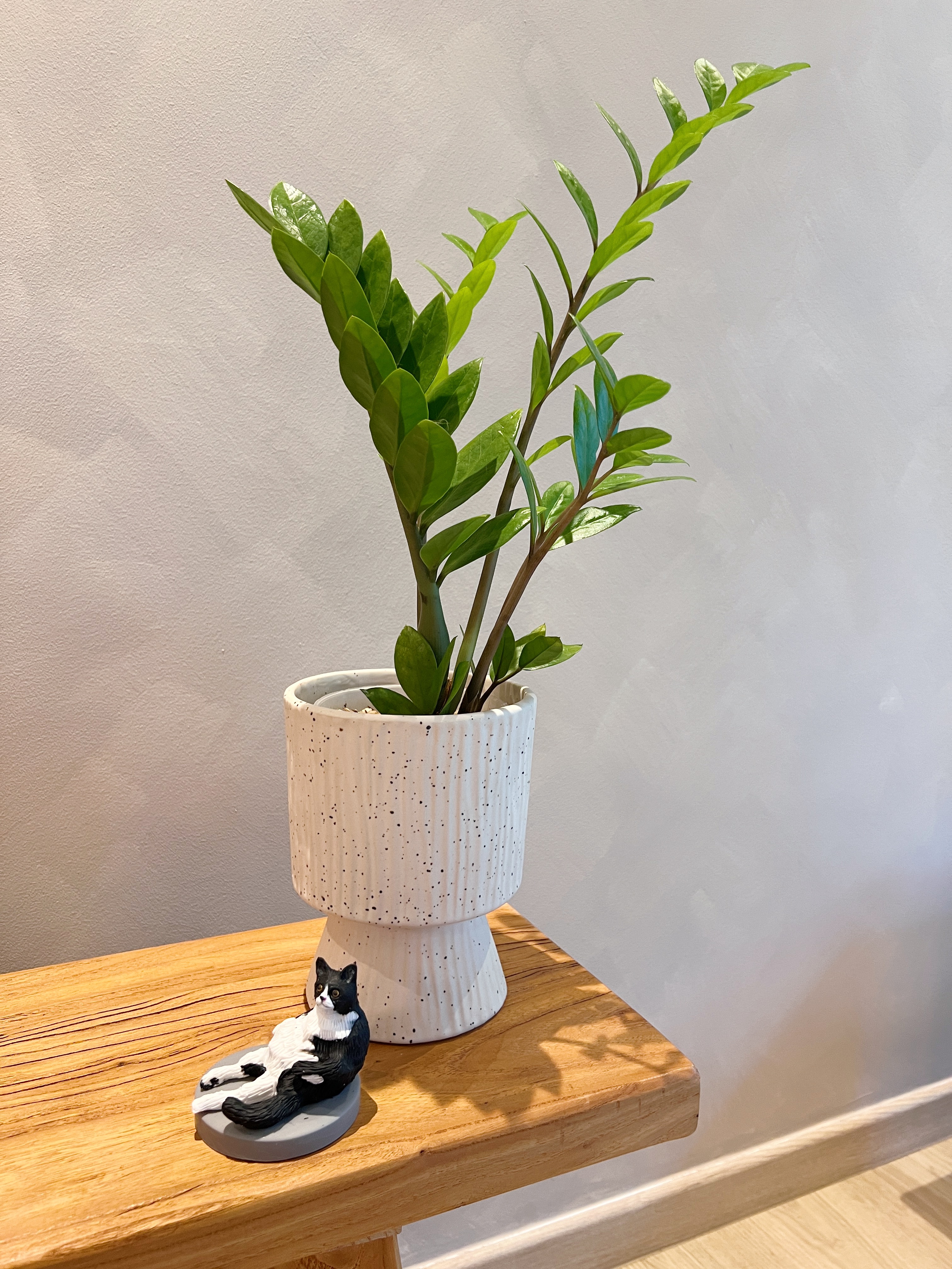 🌱 Real or Fake? Let’s Play a Game! 🌱