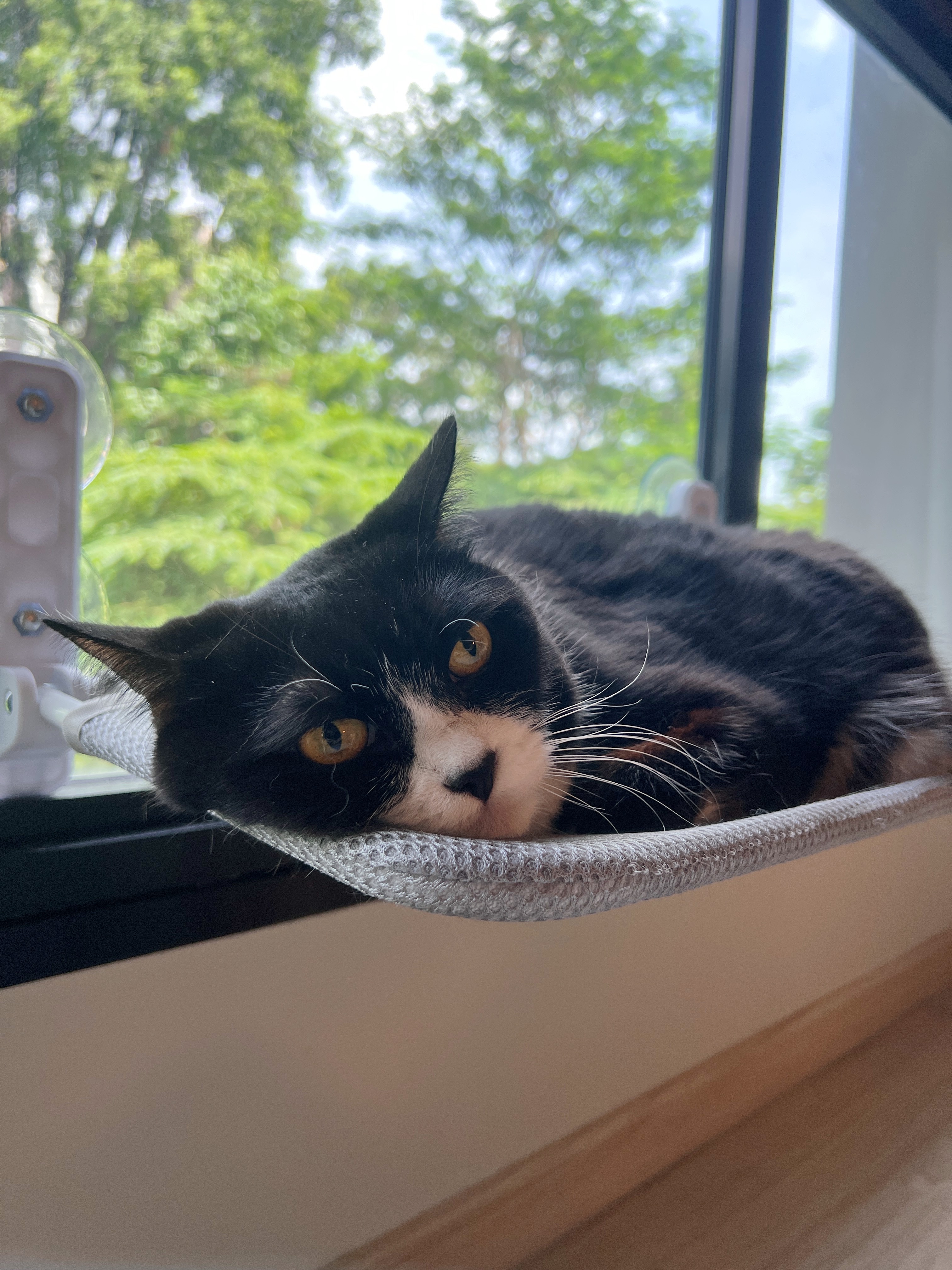 🐈‍⬛ DINKAC Life: Must-Haves for Cat Pawrents 🐾