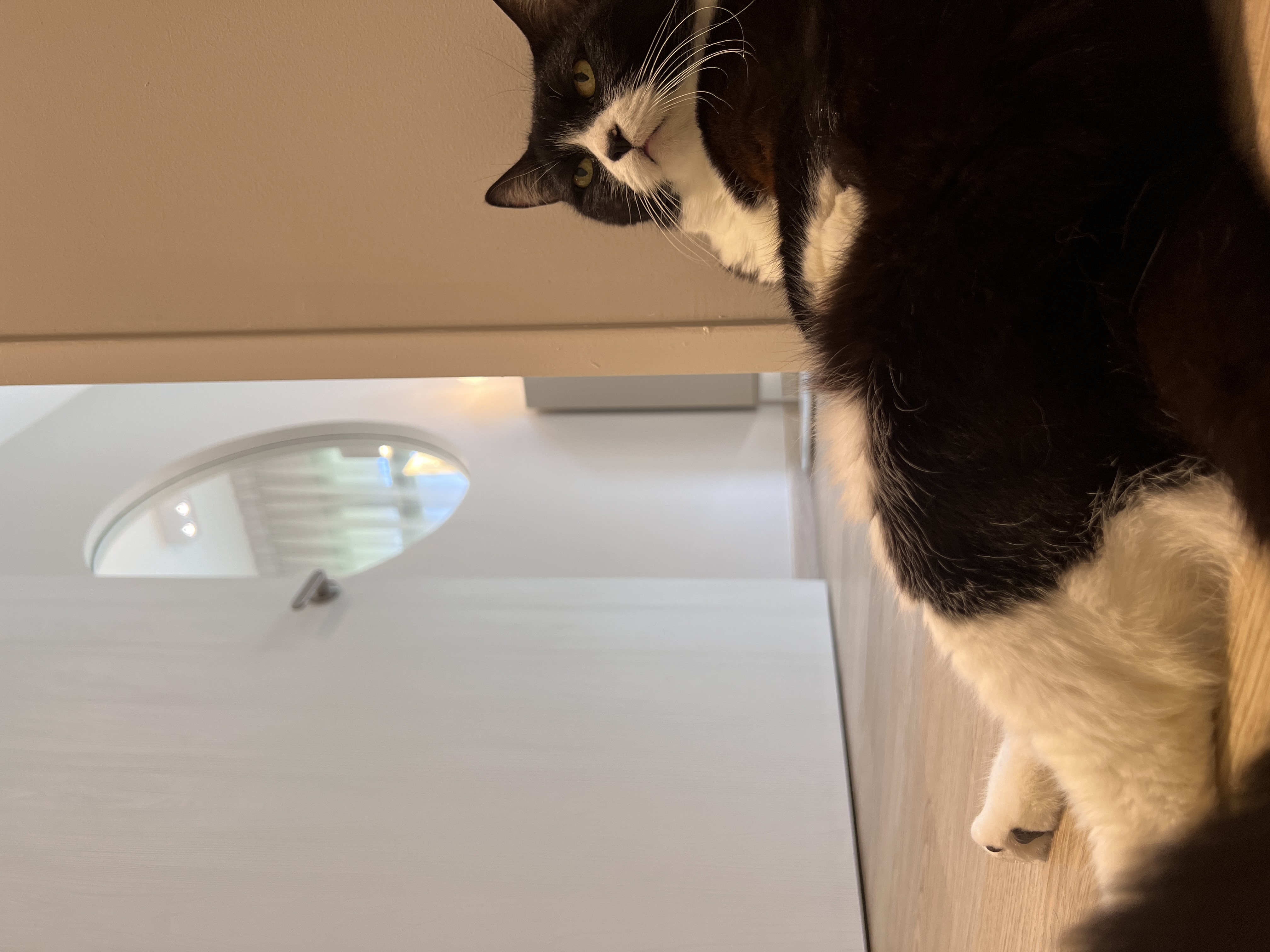 🐈‍⬛ DINKAC Life: Must-Haves for Cat Pawrents 🐾