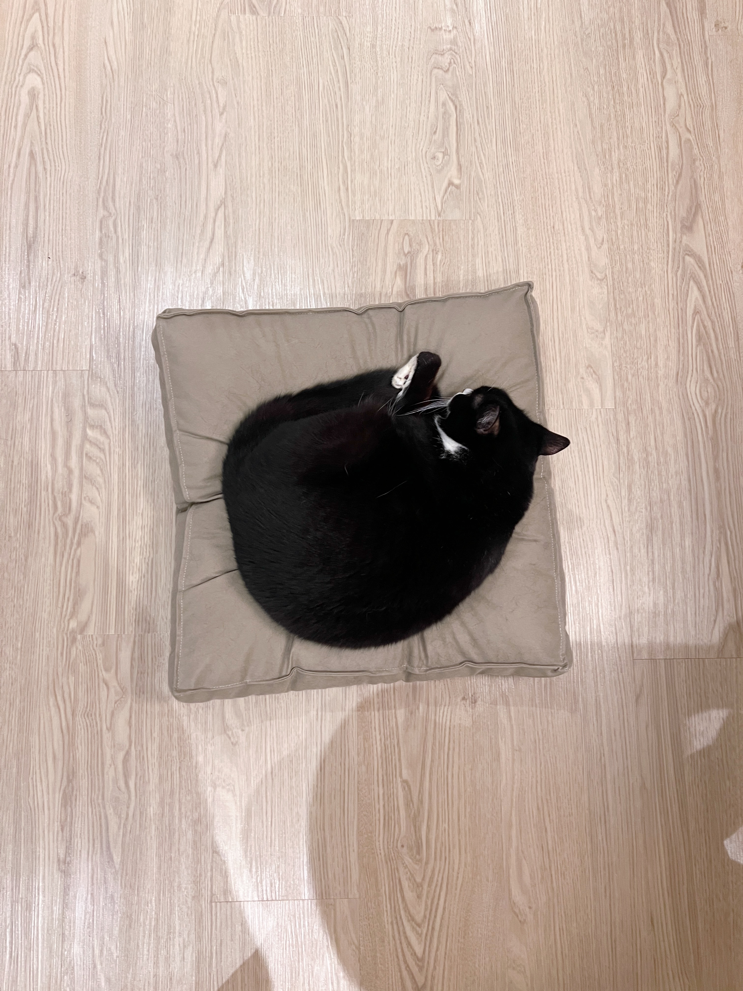 🐈‍⬛ DINKAC Life: Must-Haves for Cat Pawrents 🐾