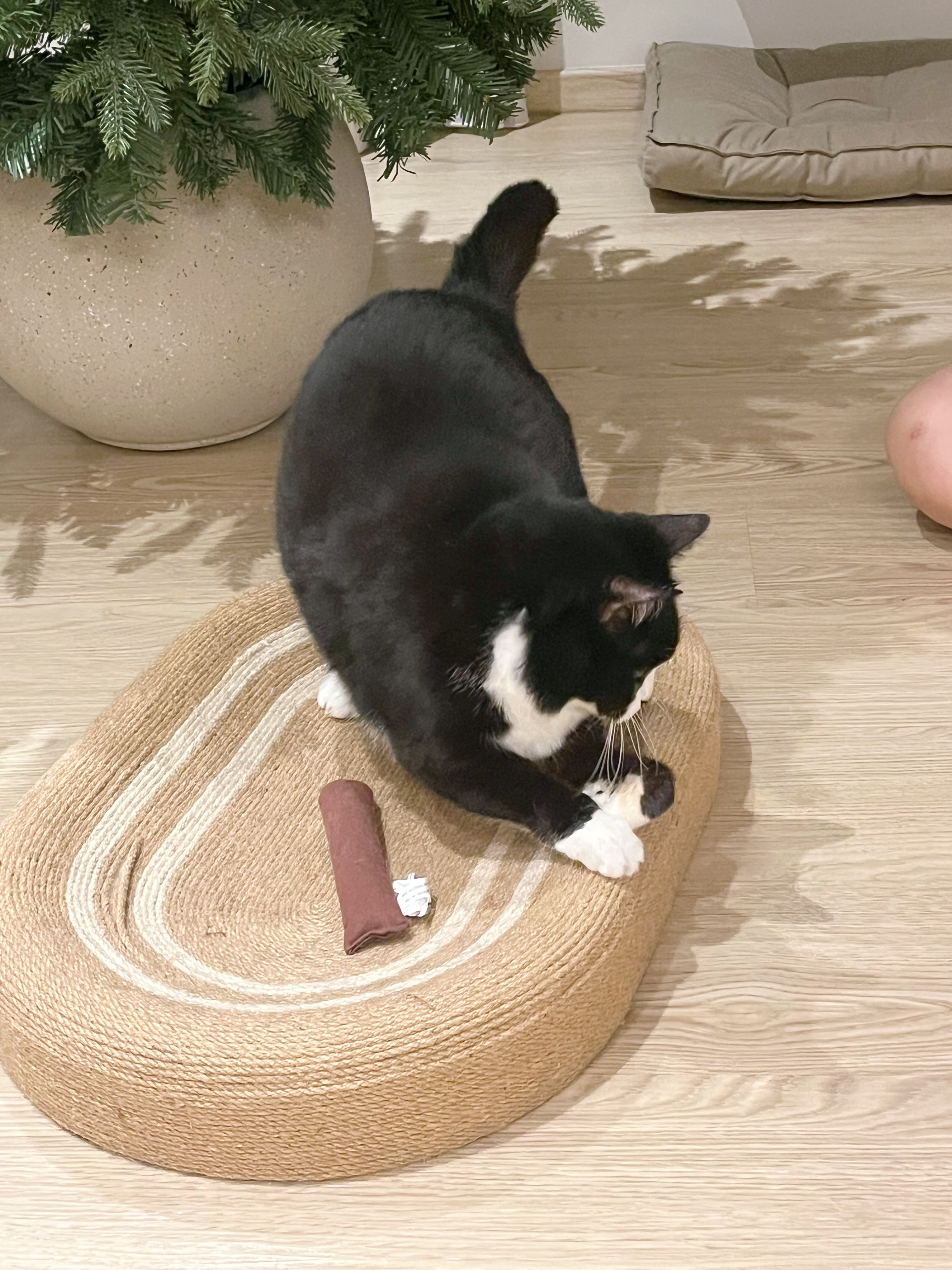 🐈‍⬛ DINKAC Life: Must-Haves for Cat Pawrents 🐾