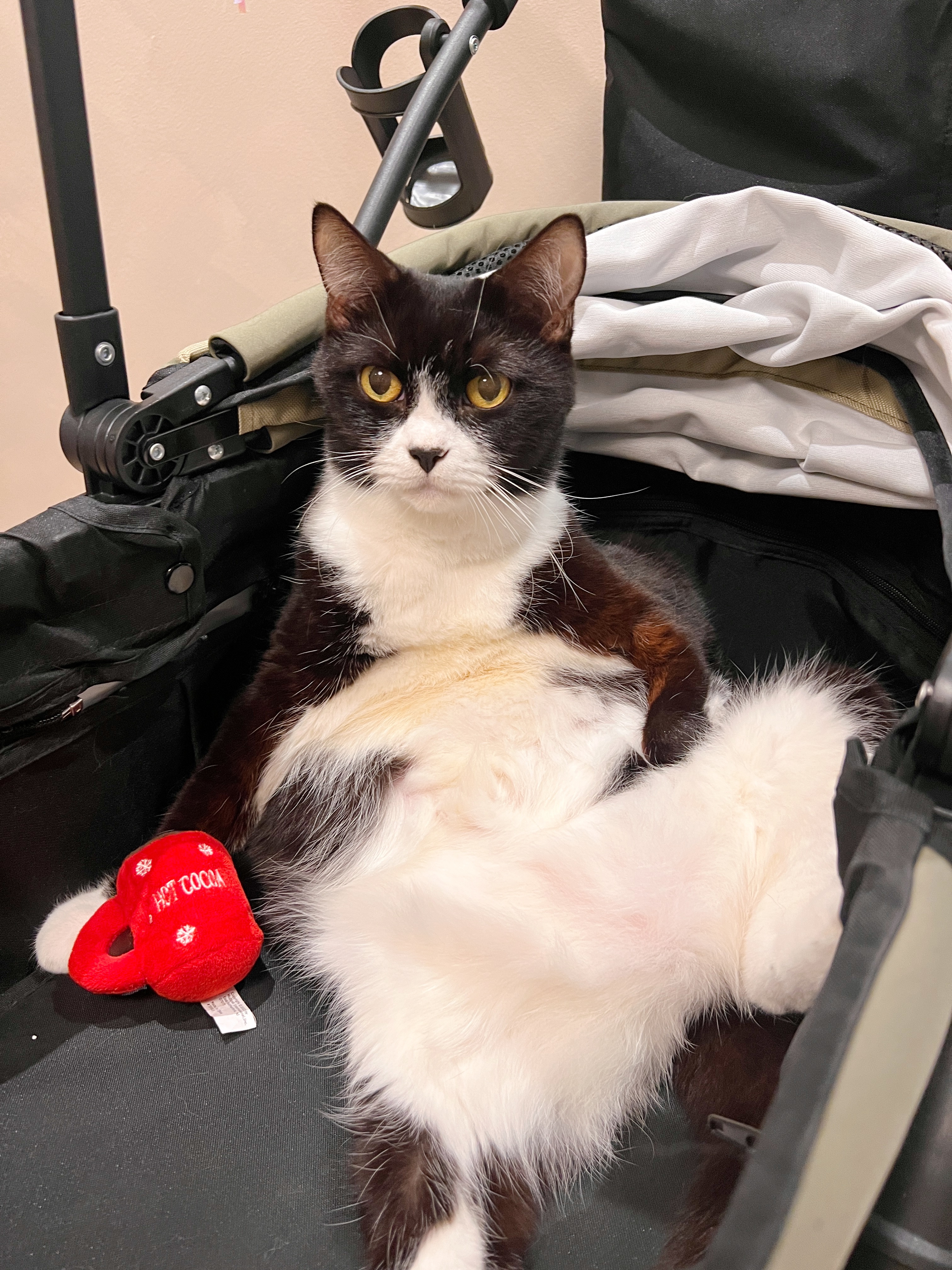 🐈‍⬛ DINKAC Life: Must-Haves for Cat Pawrents 🐾