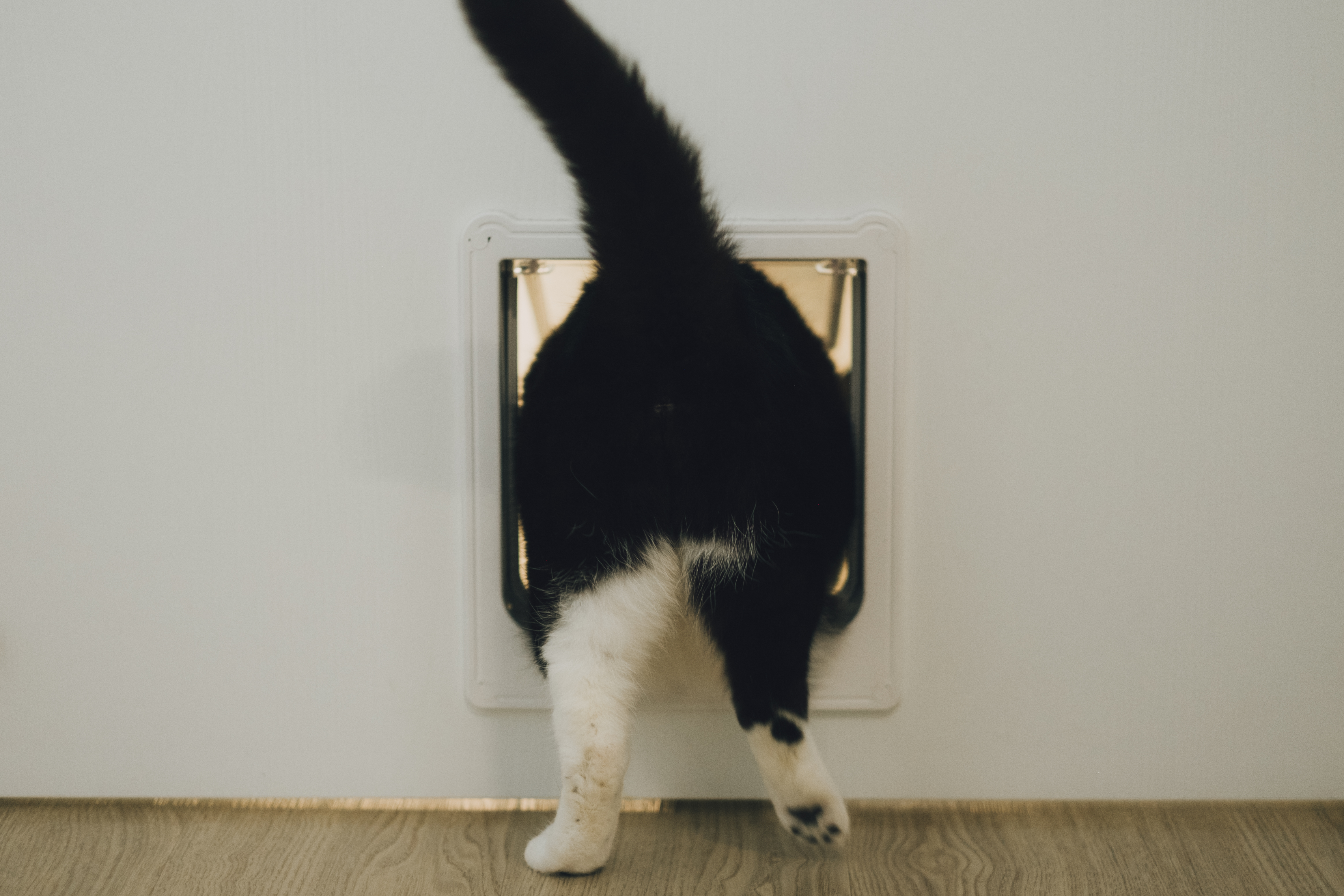 🐈‍⬛ DINKAC Life: Must-Haves for Cat Pawrents 🐾