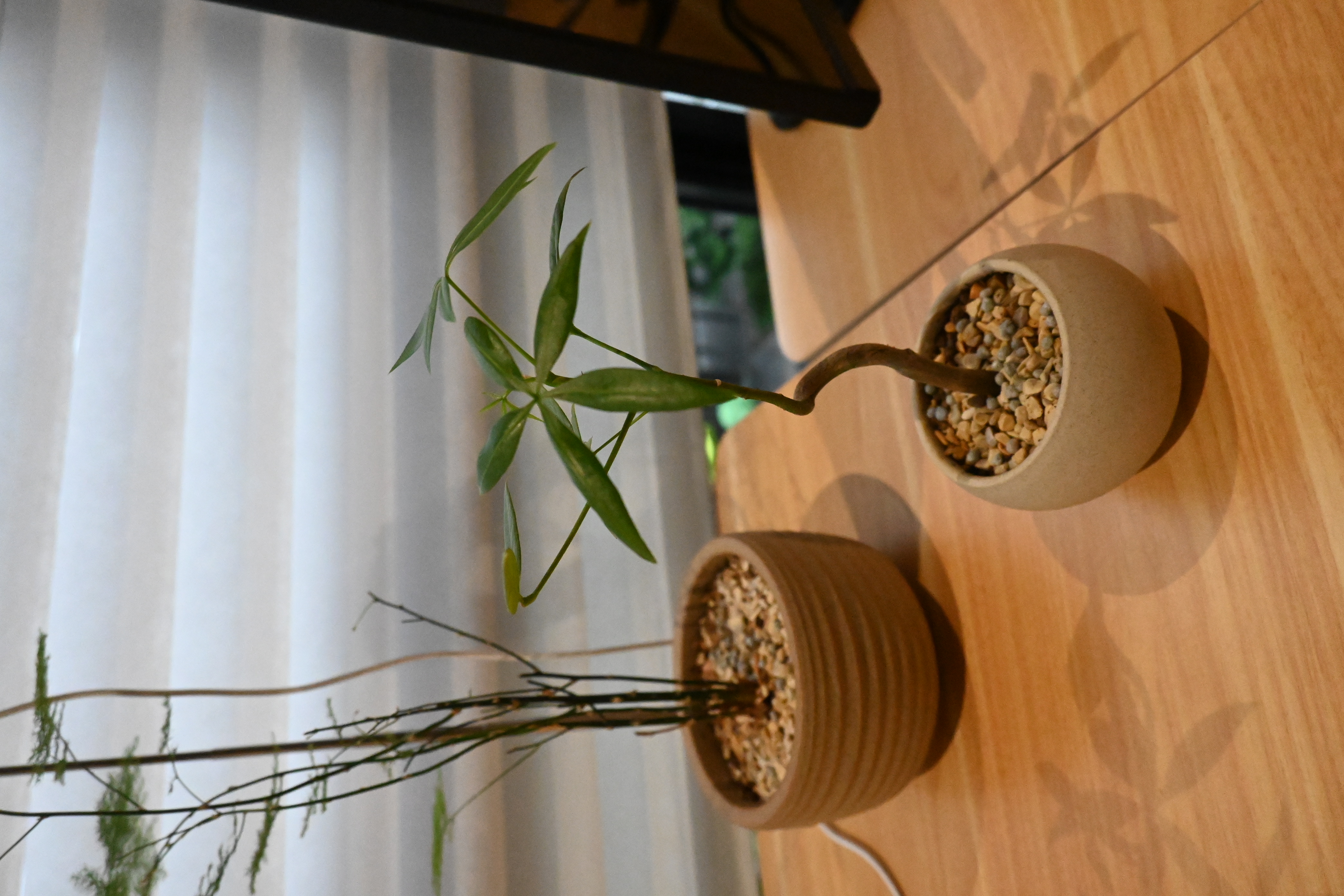 Plants in our house!