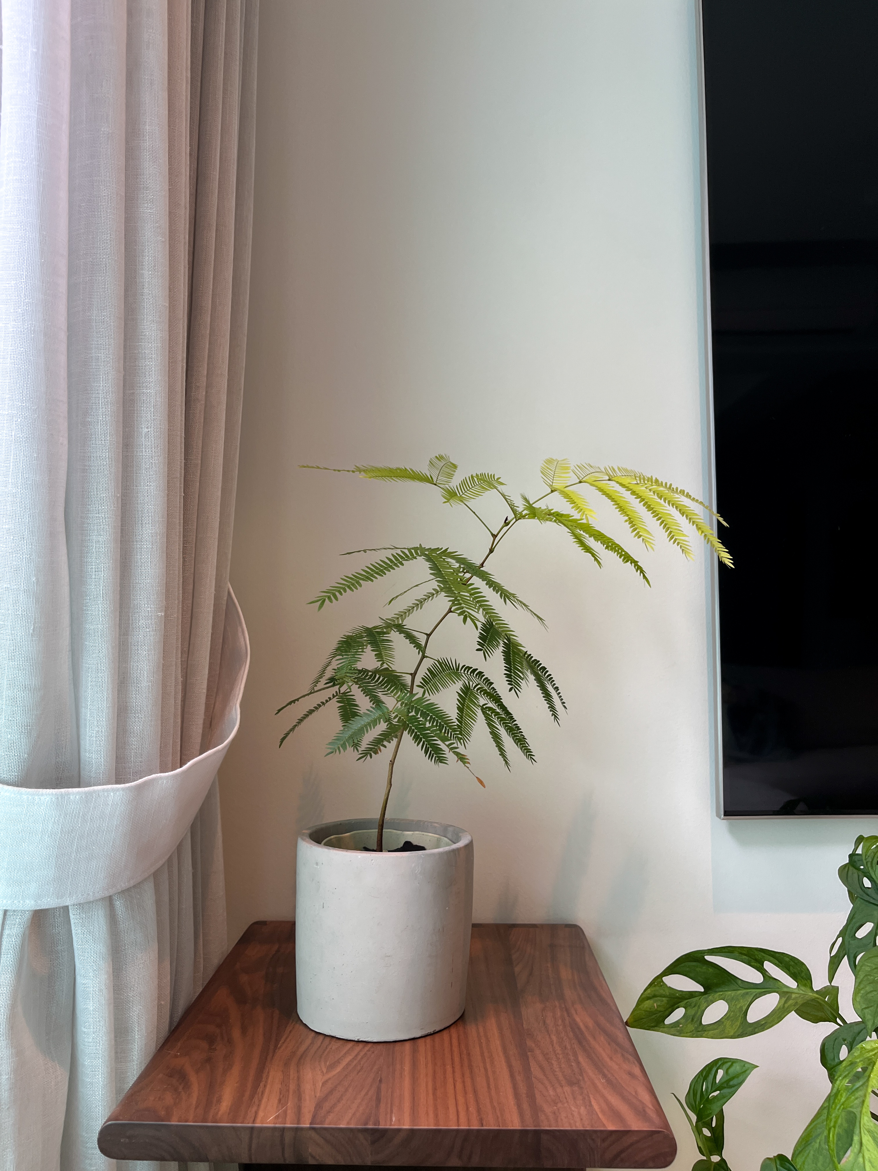 My Plant Corner 🪴🌳🌱