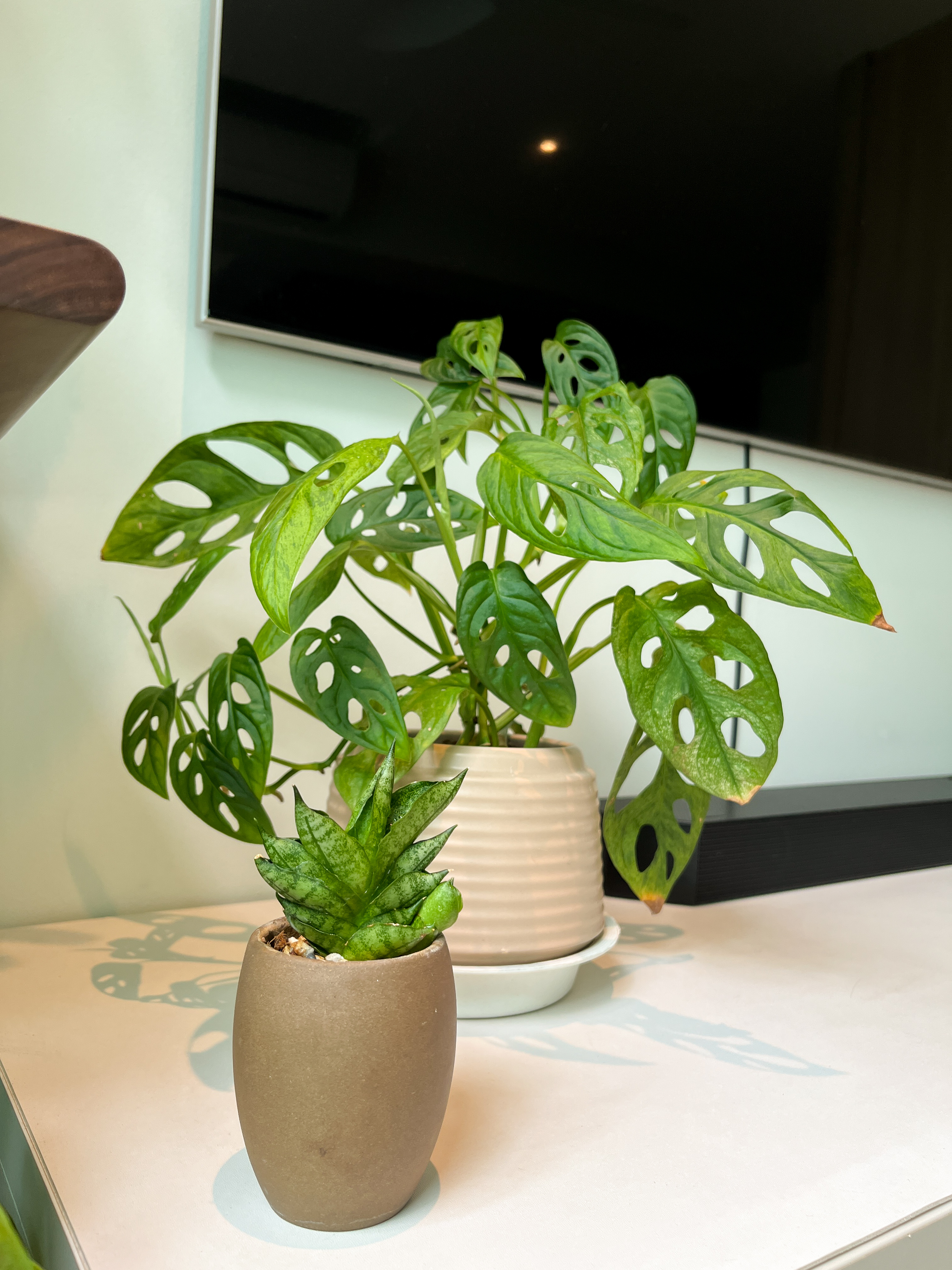 My Plant Corner 🪴🌳🌱