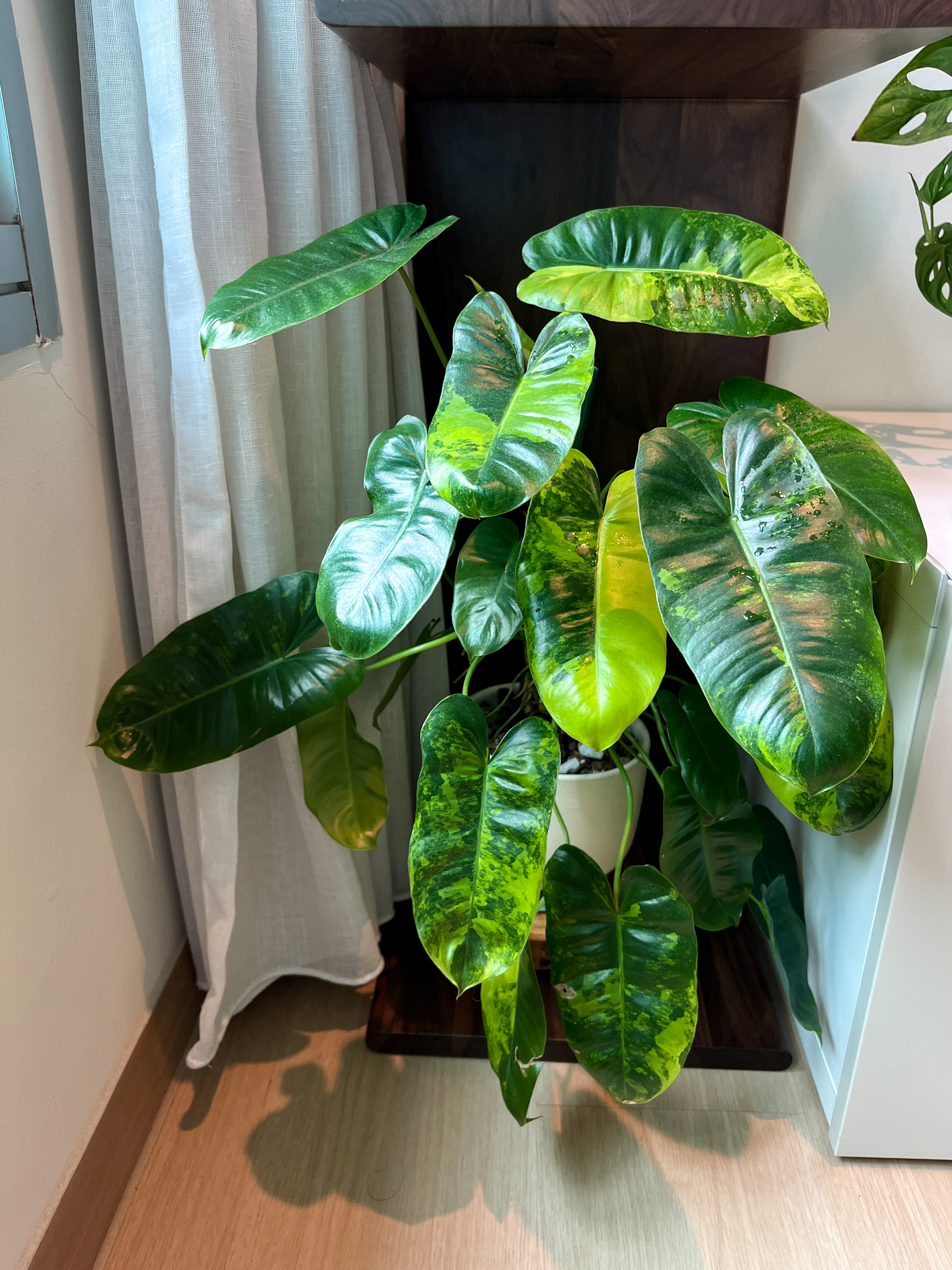 My-Plant-Corner-🪴🌳🌱