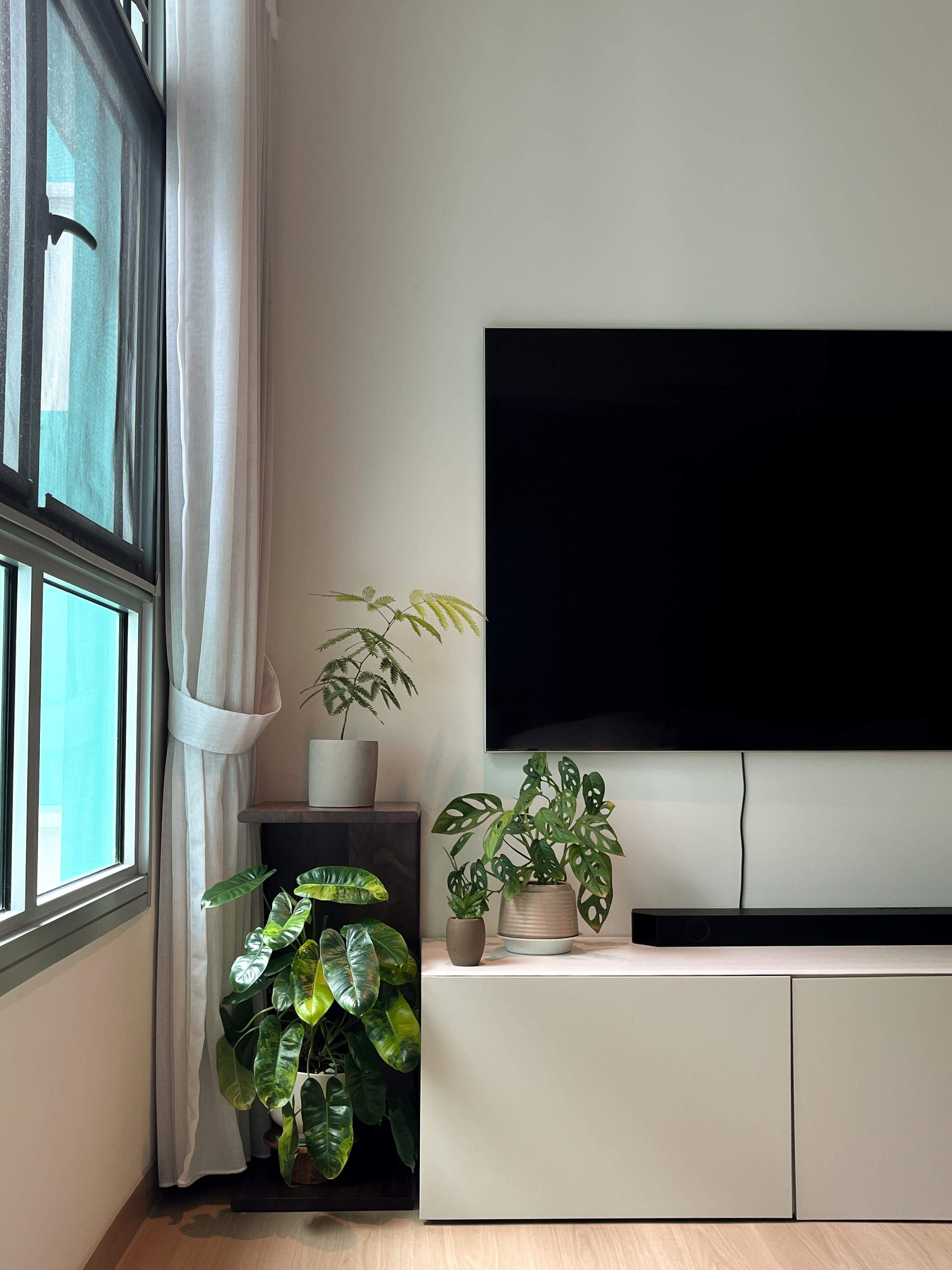 My Plant Corner 🪴🌳🌱