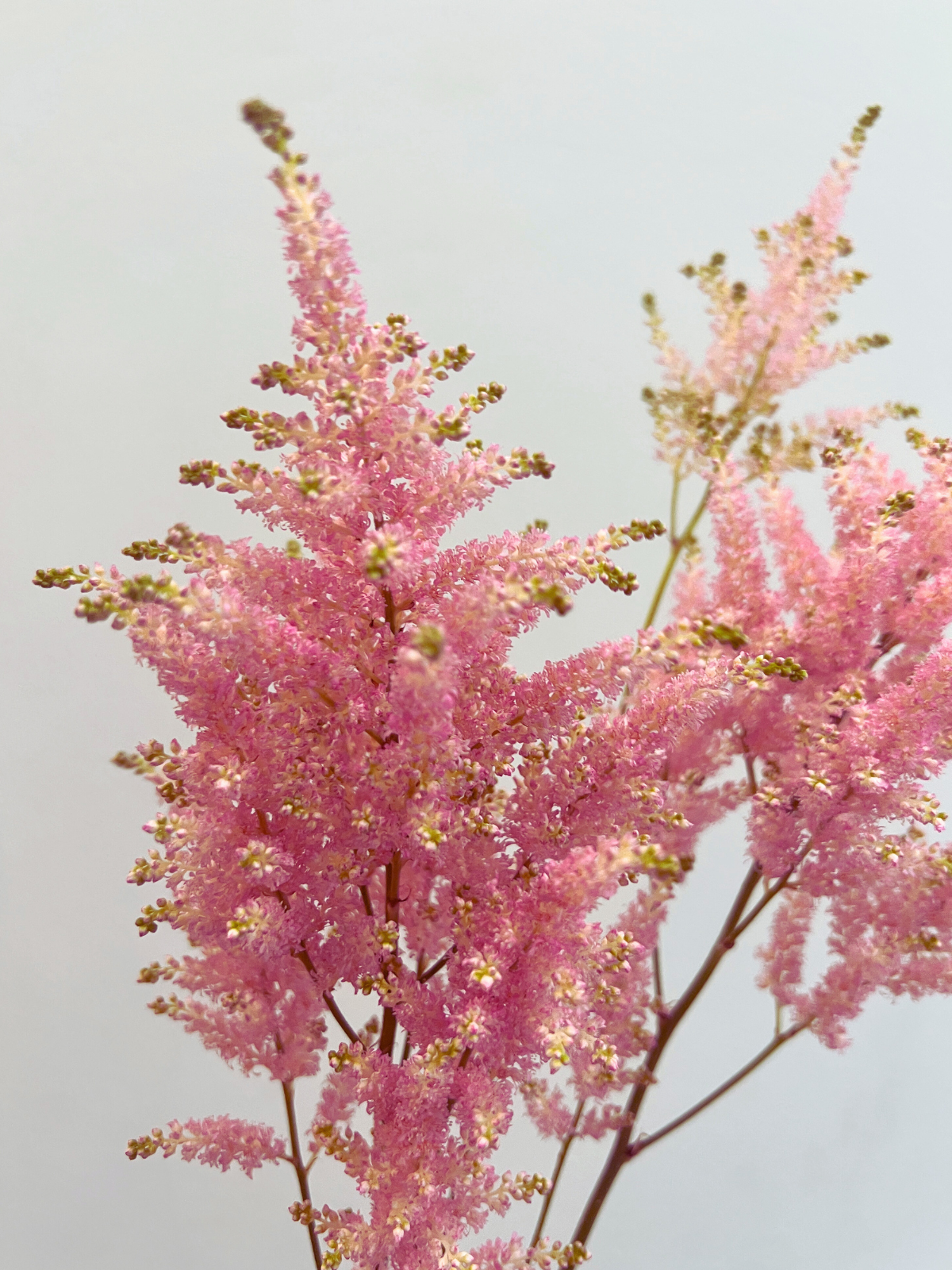 Cat-safe & pretty decor—4 flowers your feline friend approves! 🐾✨