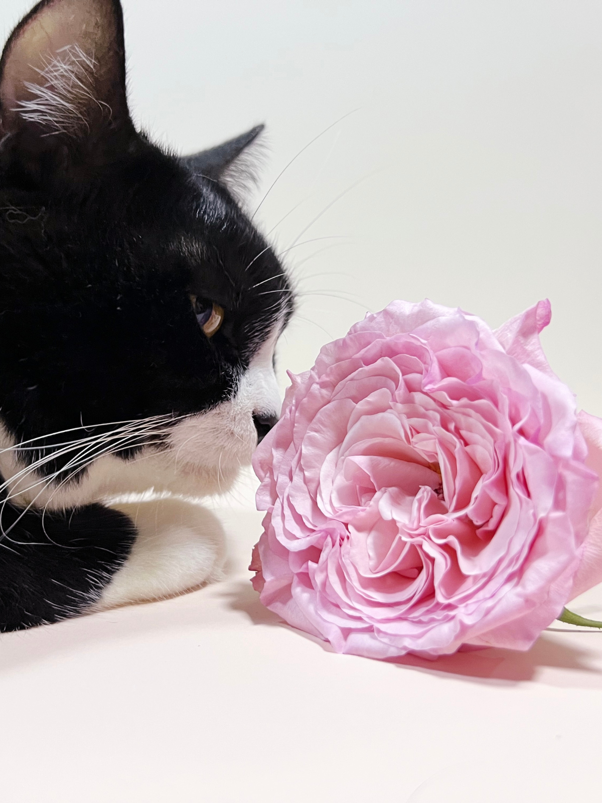 Cat-safe & pretty decor—4 flowers your feline friend approves! 🐾✨