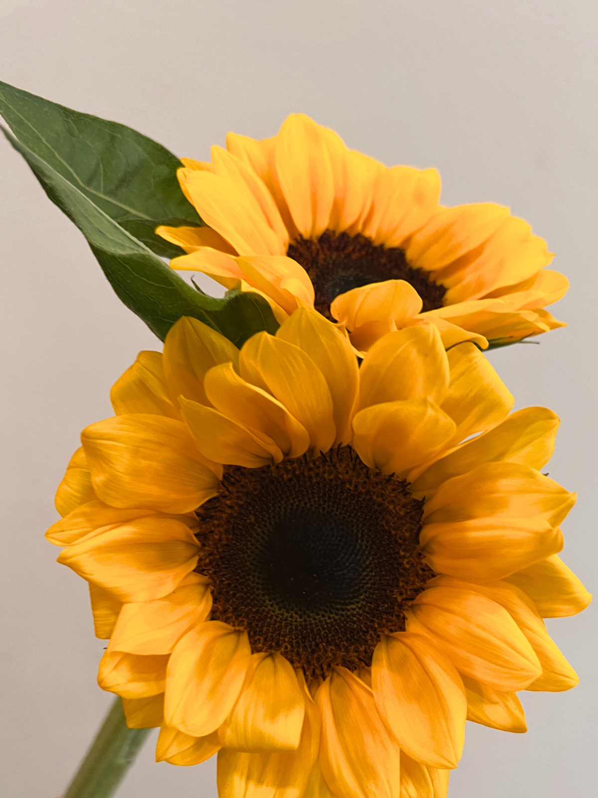 Cat-safe-&-pretty-decor—4-flowers-your-feline-friend-approves!-🐾✨