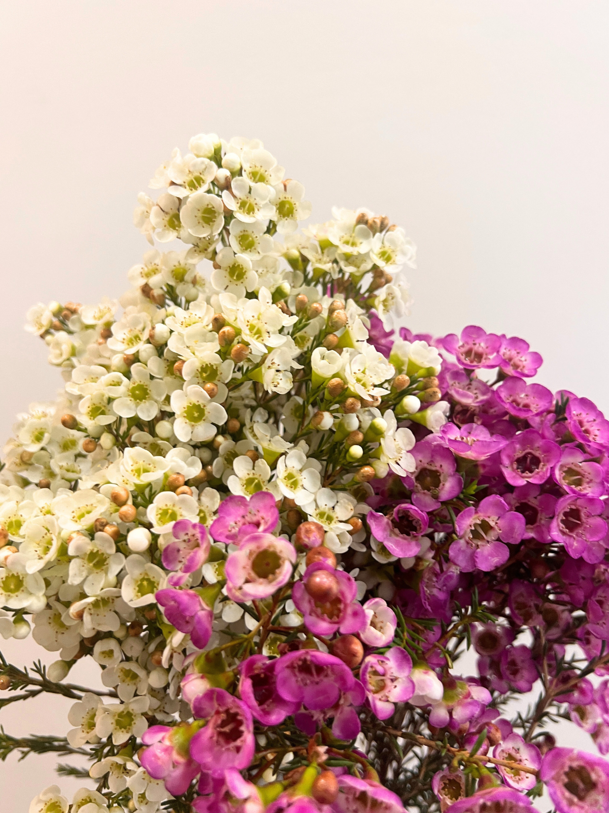 Cat-safe & pretty decor—4 flowers your feline friend approves! 🐾✨