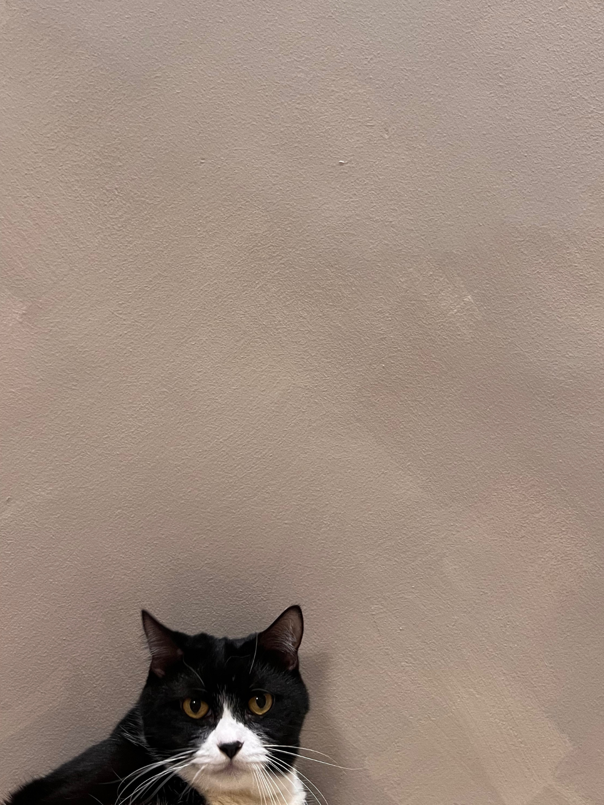 How we saved $1.5k on our lime washed walls 👩🏻‍🎨👨🏻‍🎨