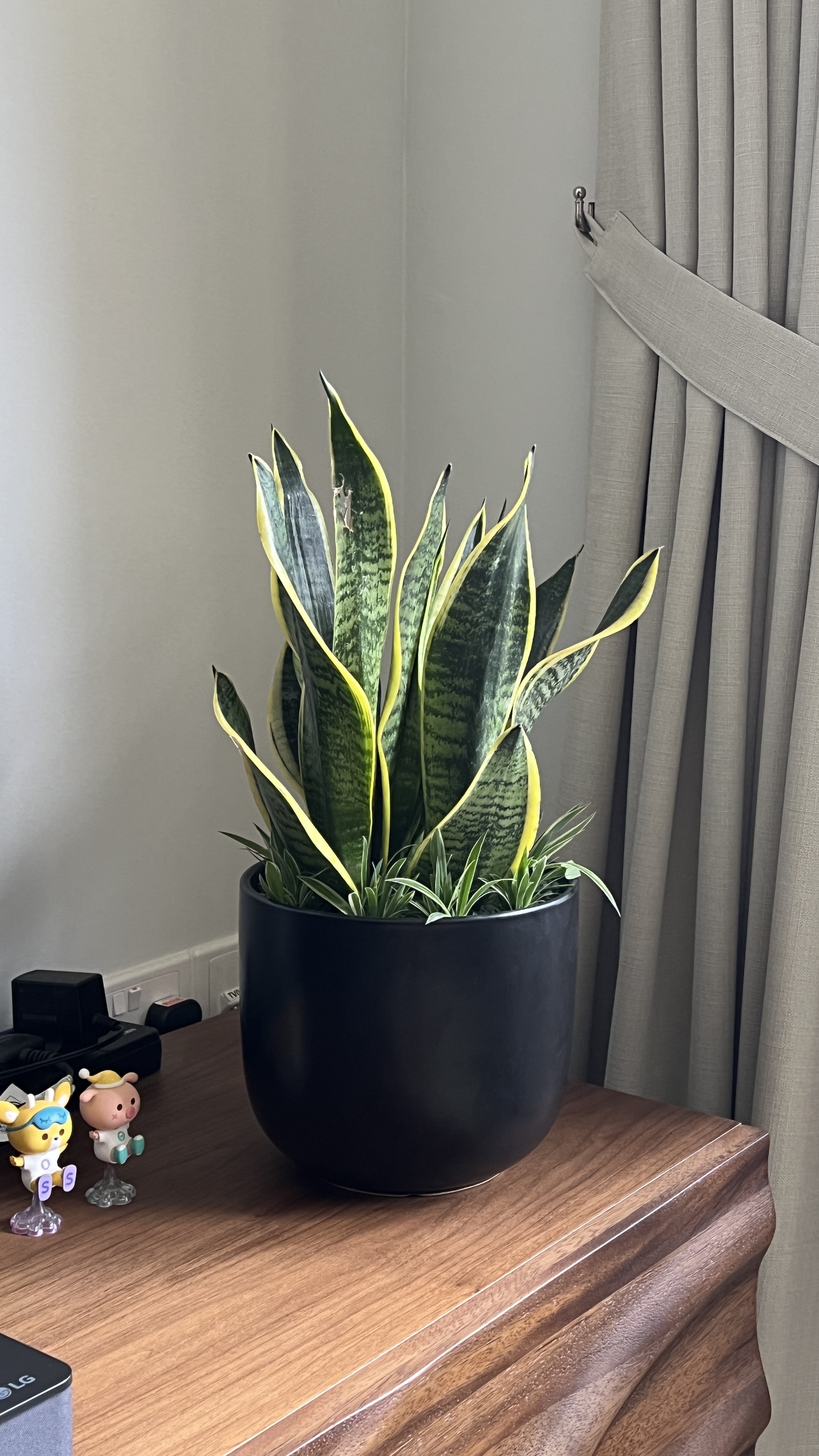 easy-to-keep-alive-plants-!-