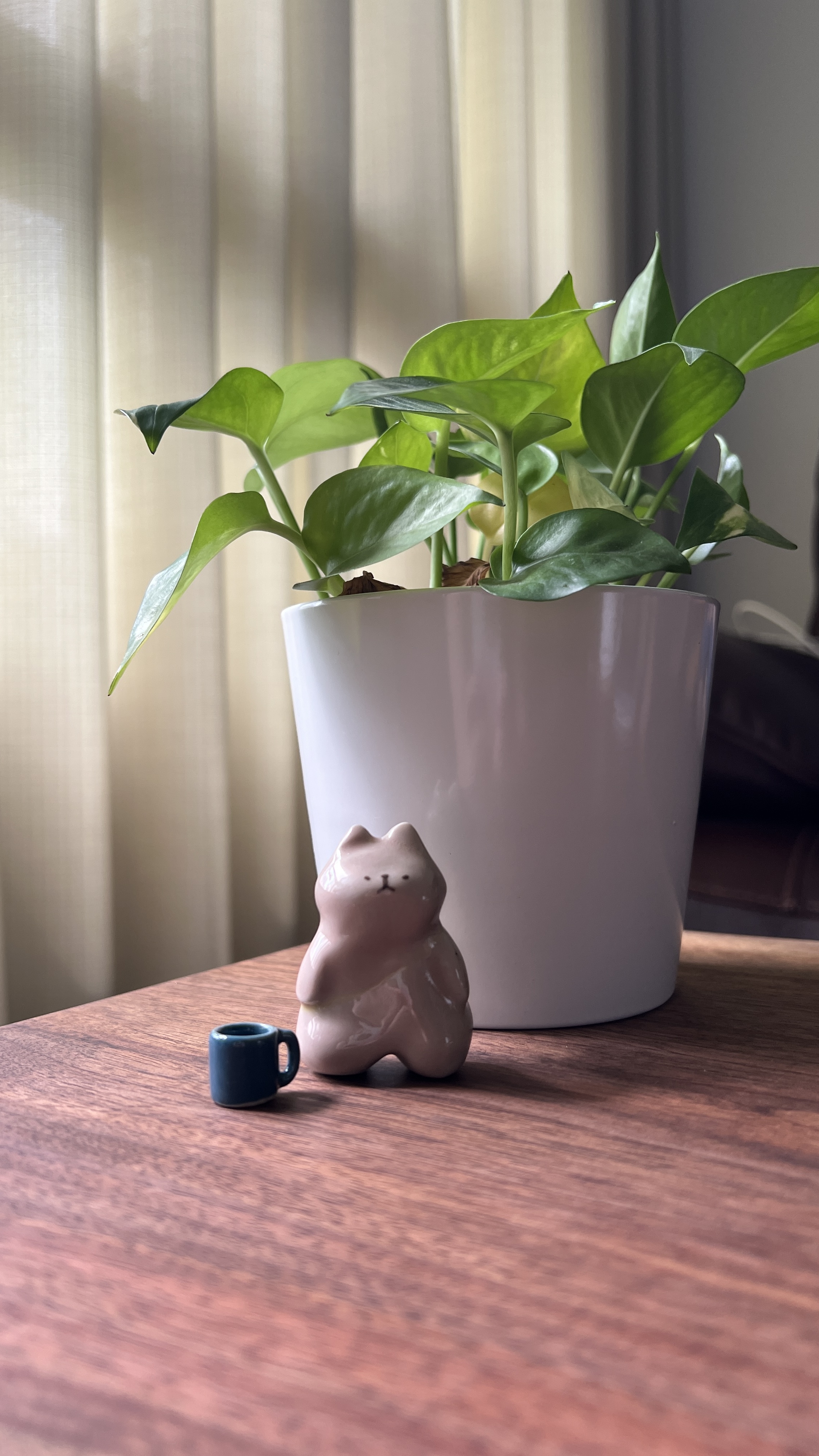 easy to keep alive plants !