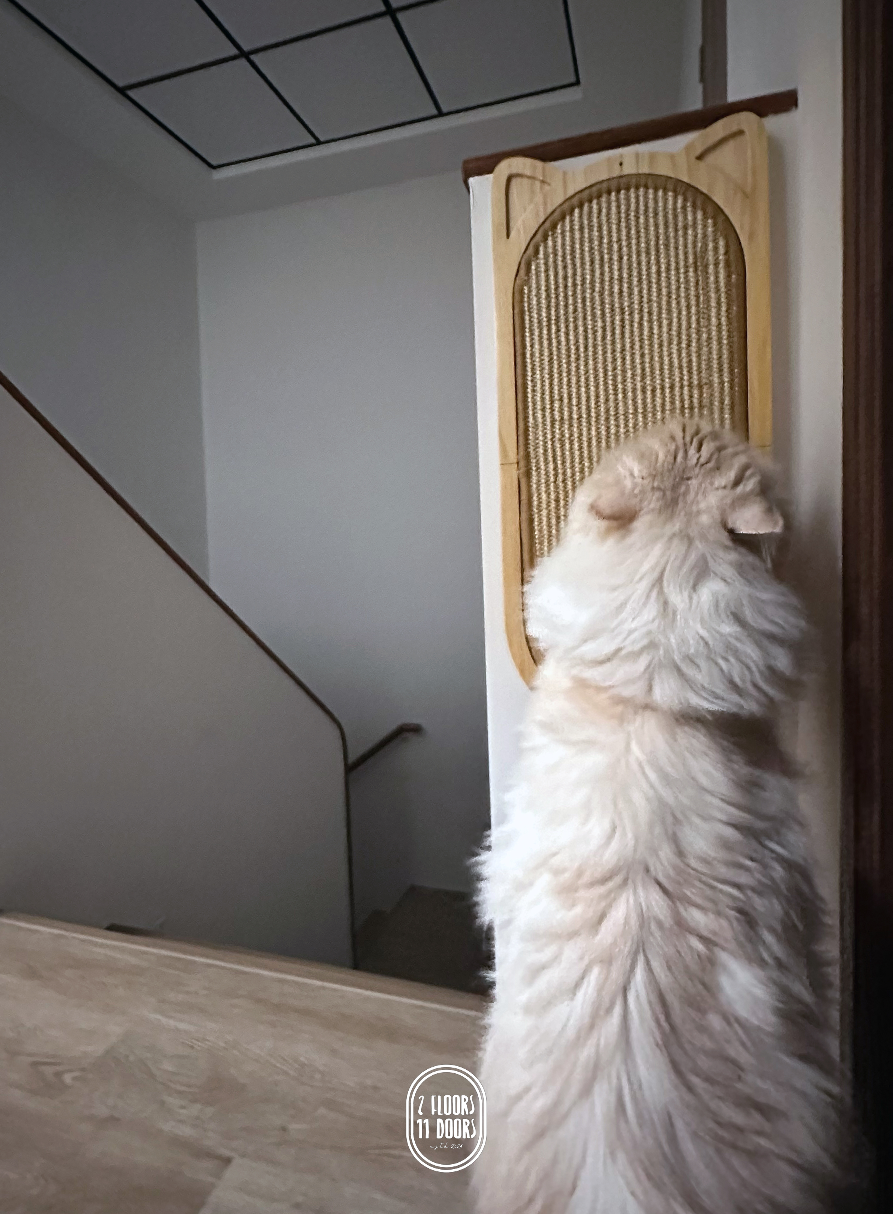 Paws & Practicality: THREE THINGS Most Pet-Owners Have That We Don't!