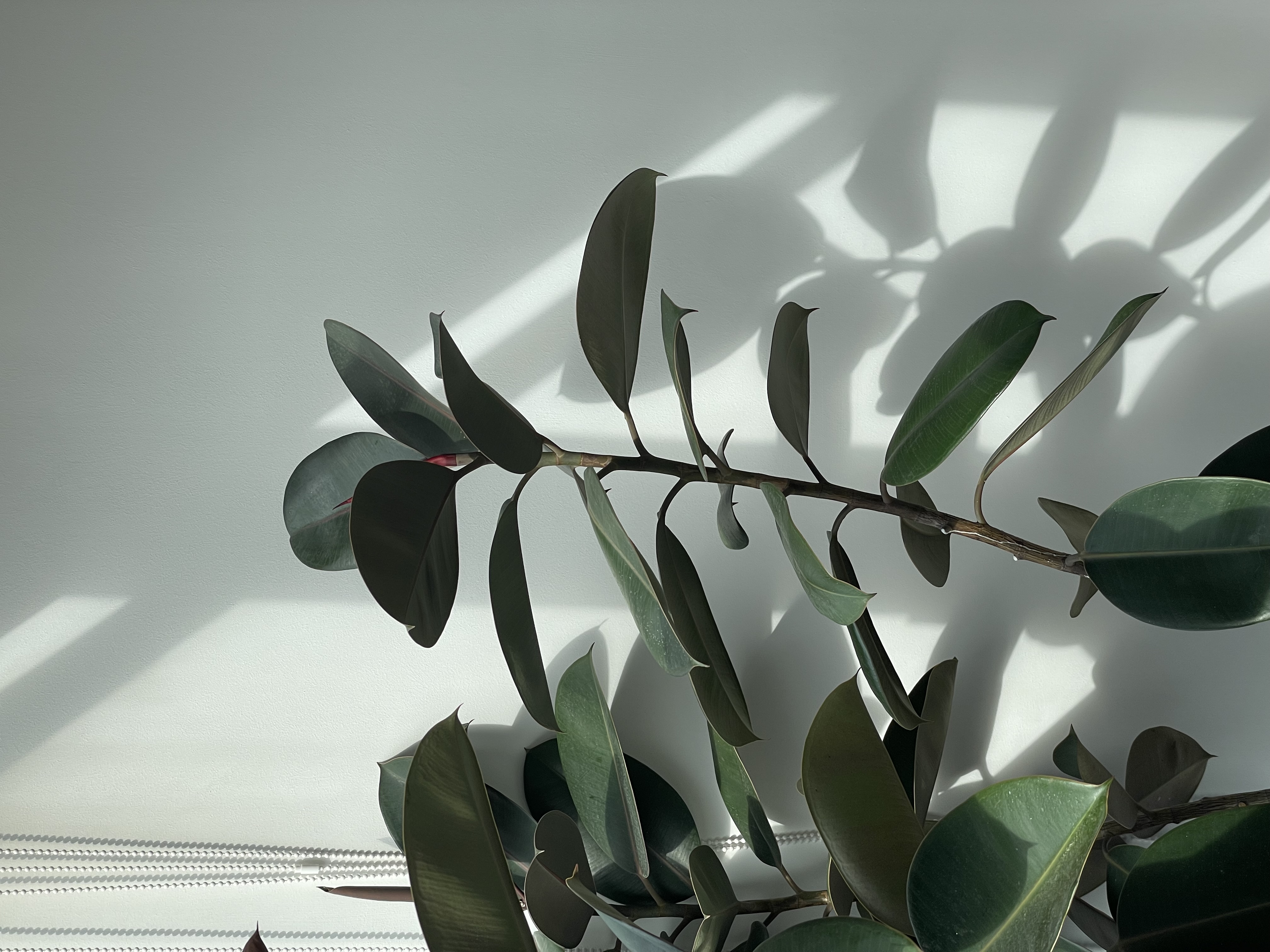 Plants!-Plants!-Plants!-🍃