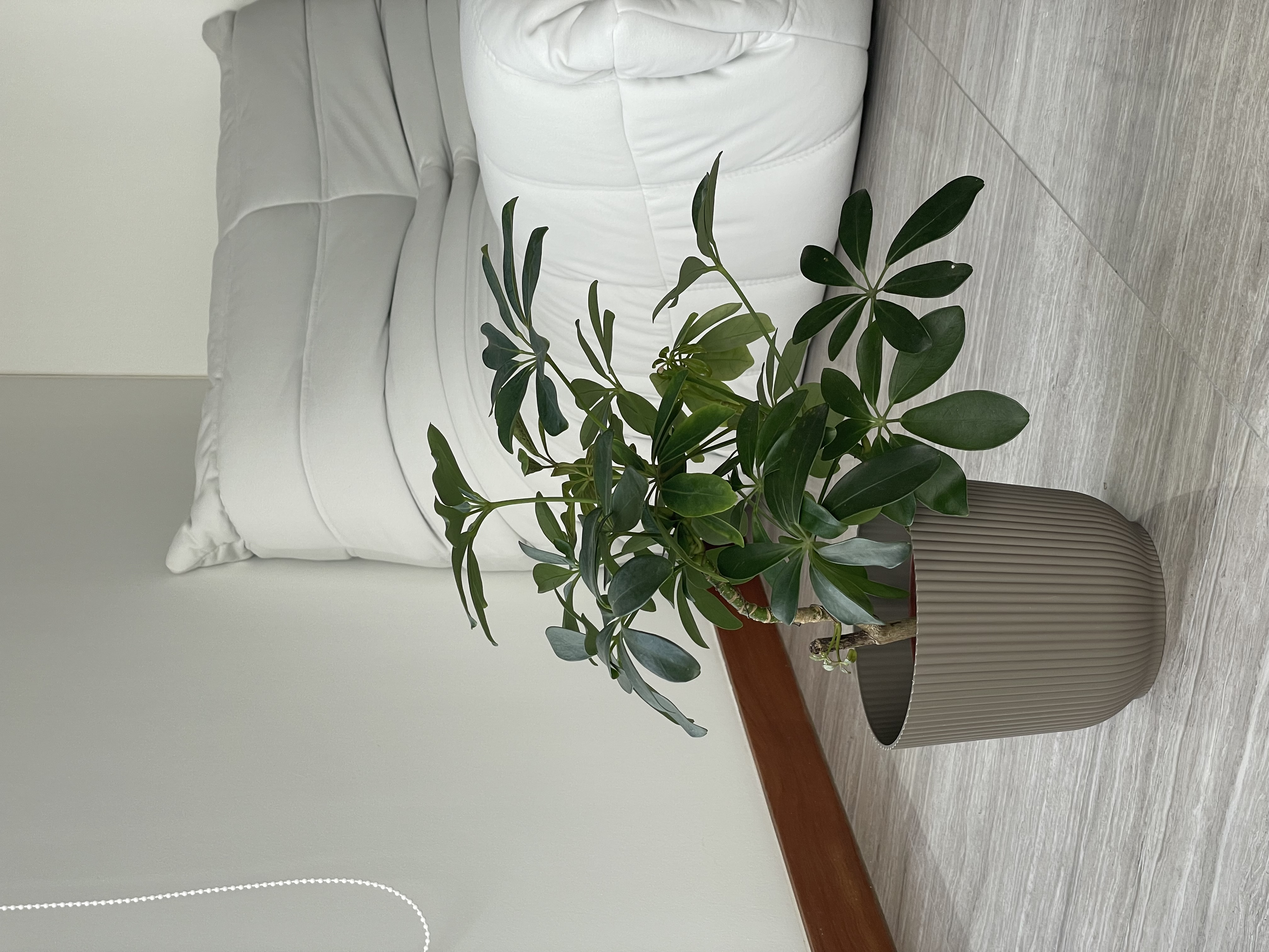 Plants! Plants! Plants! 🍃