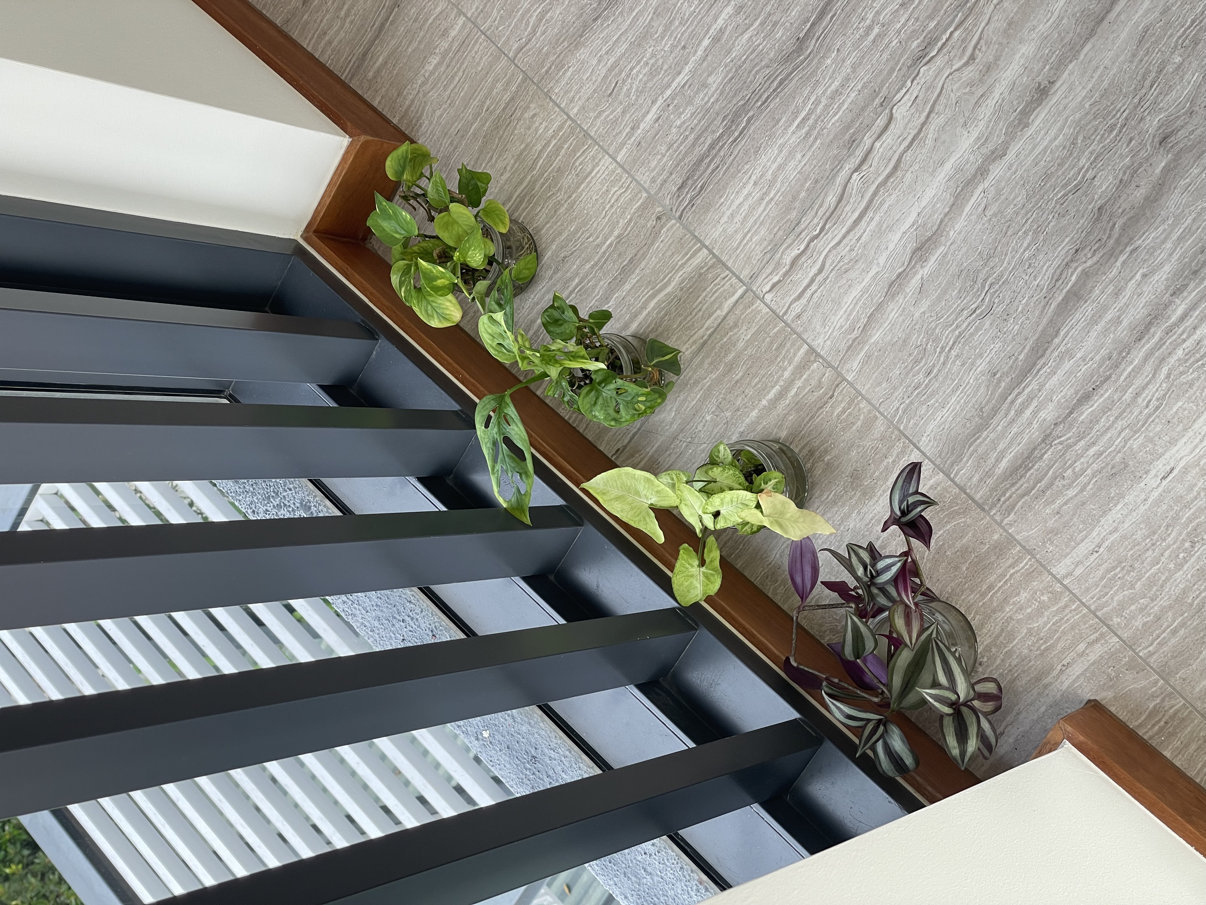 Plants! Plants! Plants! 🍃