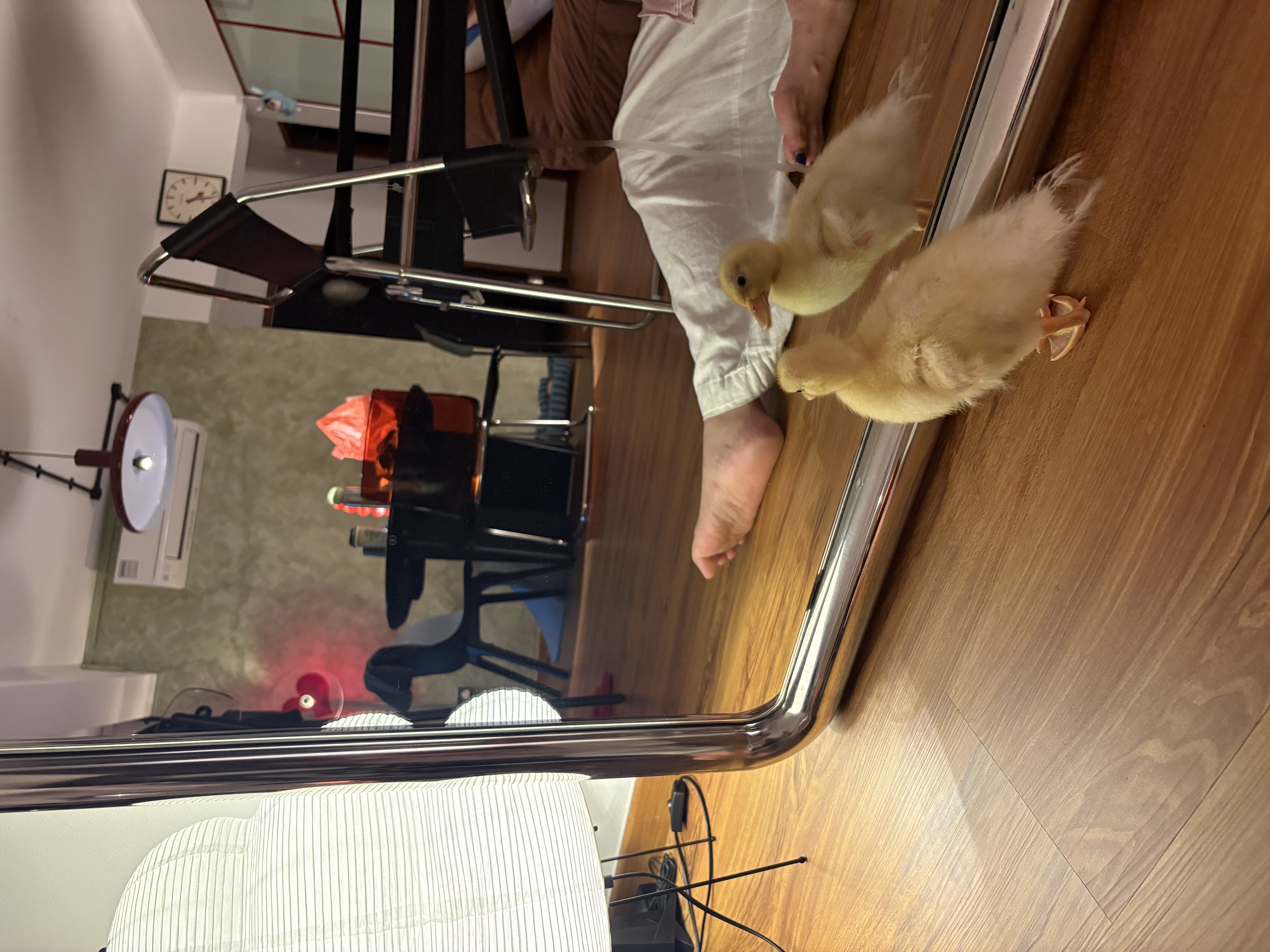 Customer home photo 8: Latest addition to the family, Dopey the duck!