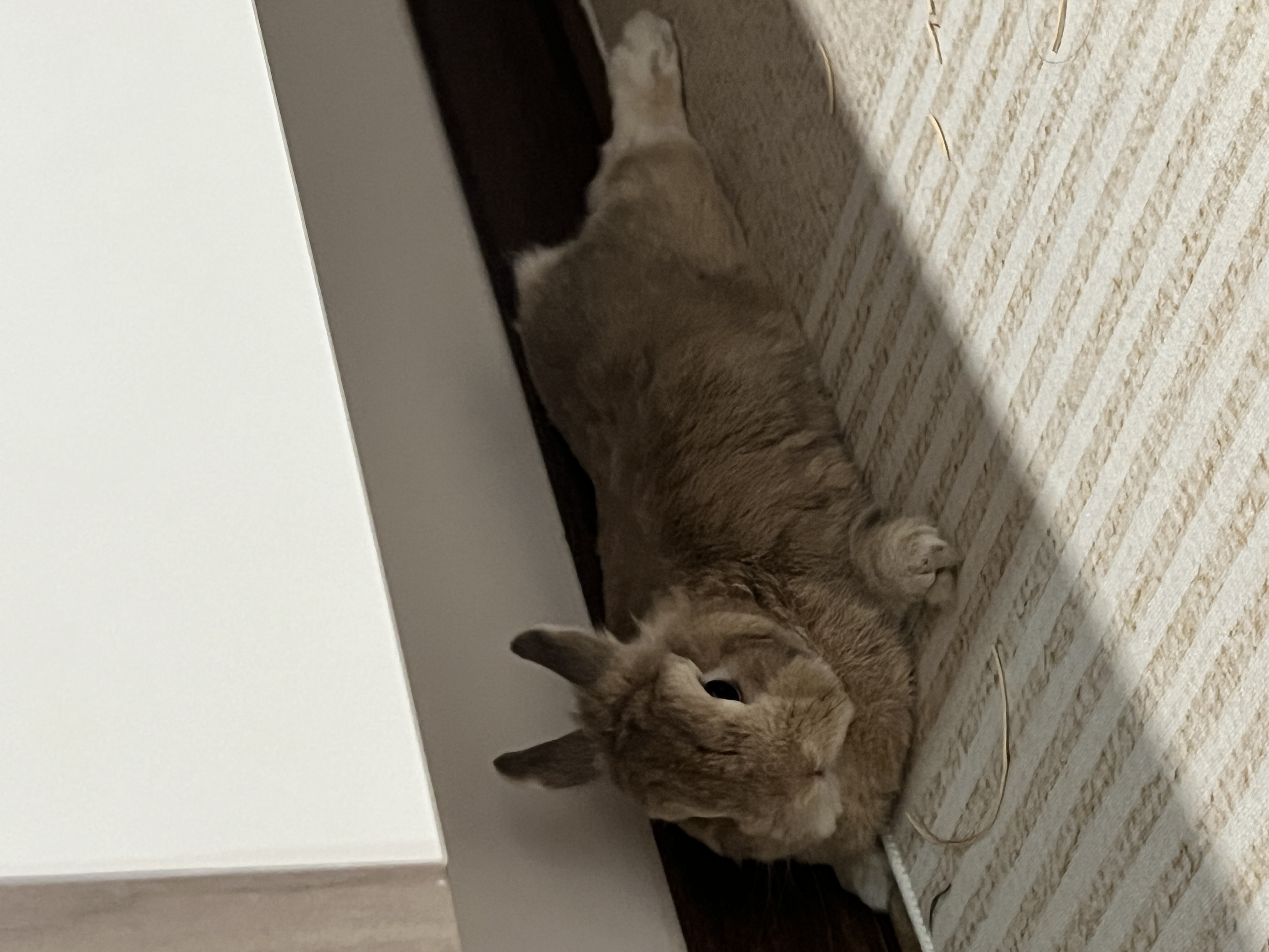 How-our-miffy-themed-home-came-about!-featuring-our-cute-rabbit,-Mochi