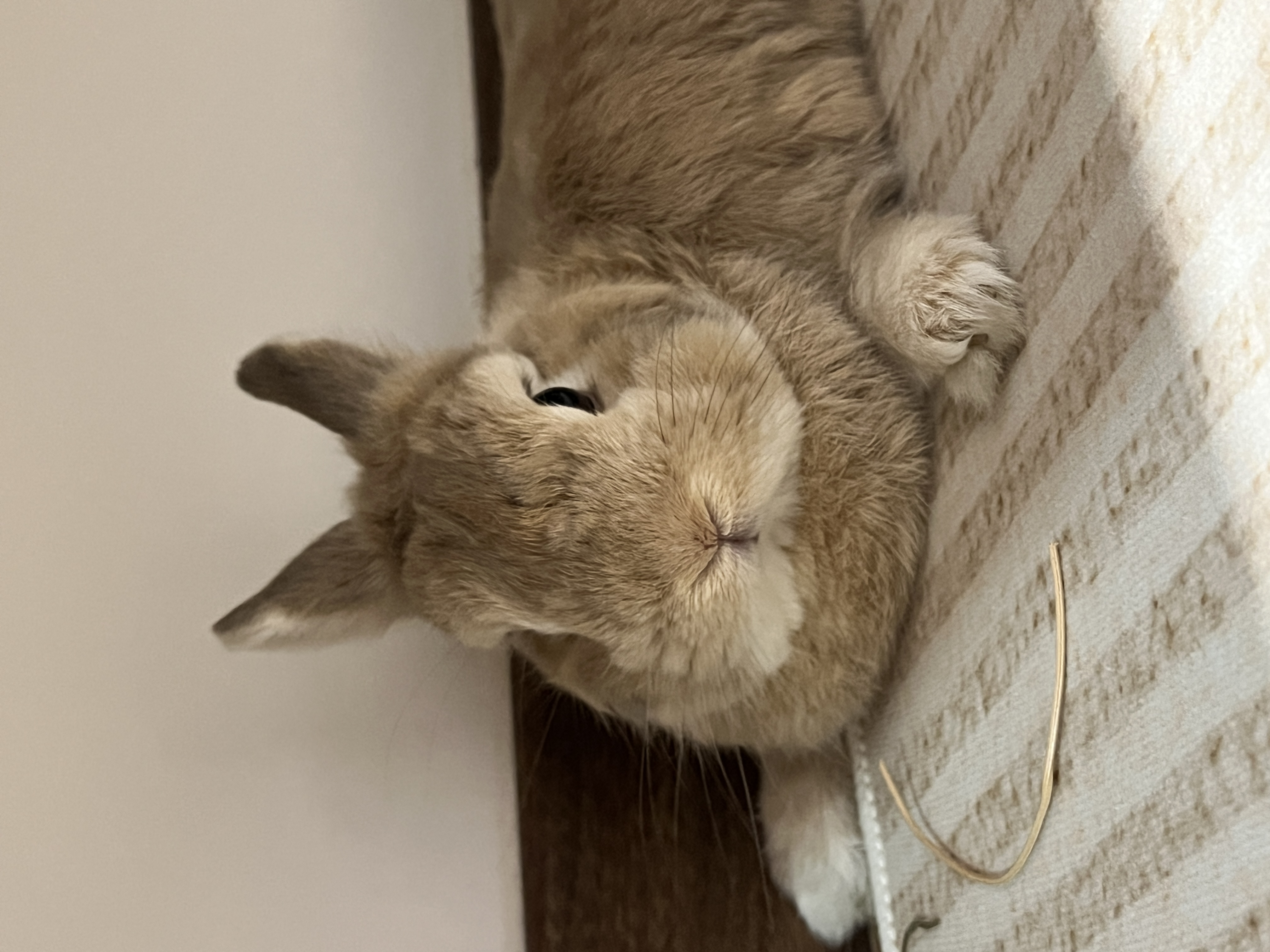 How our miffy themed home came about! featuring our cute rabbit, Mochi