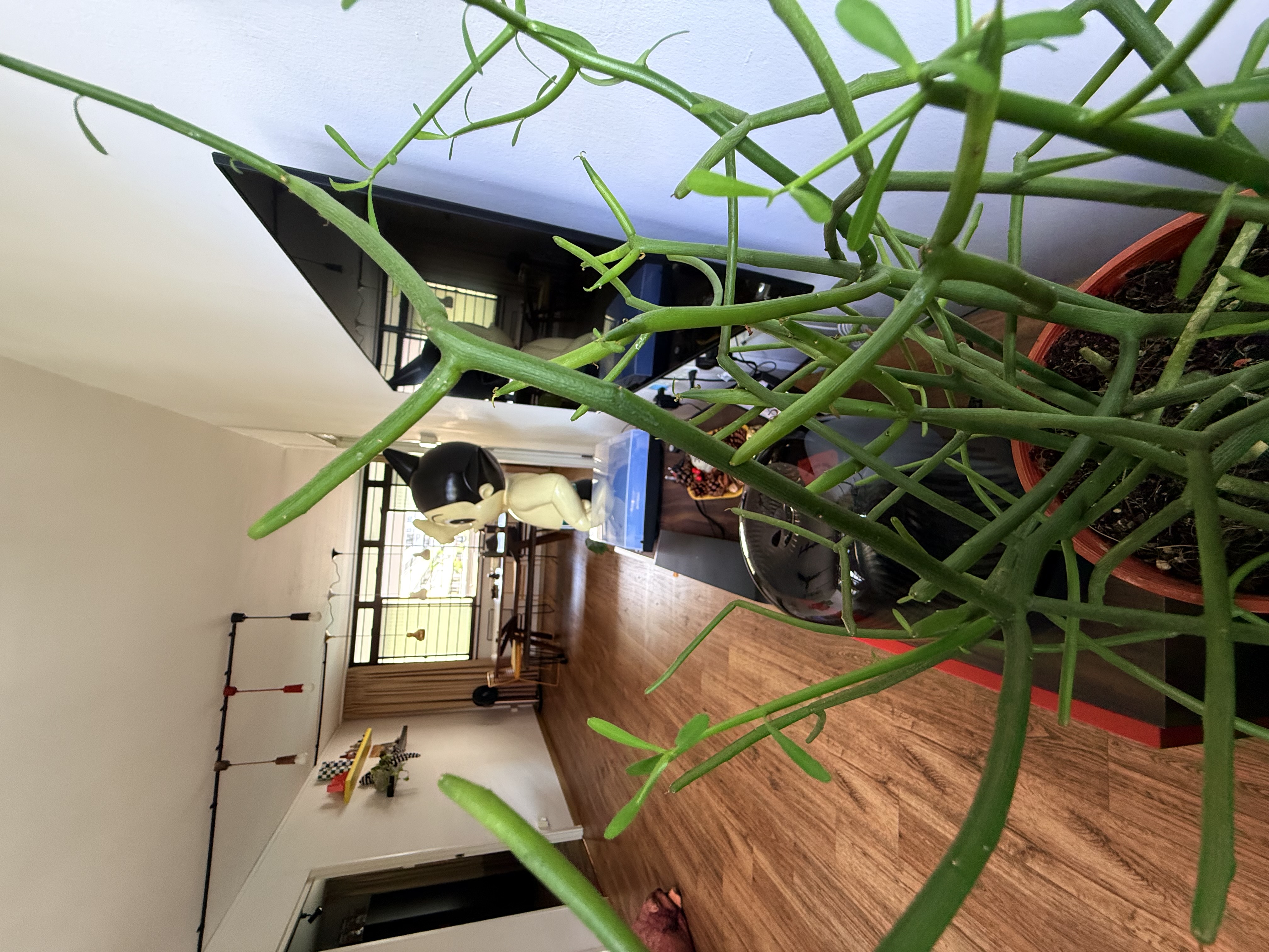 All things colourful.