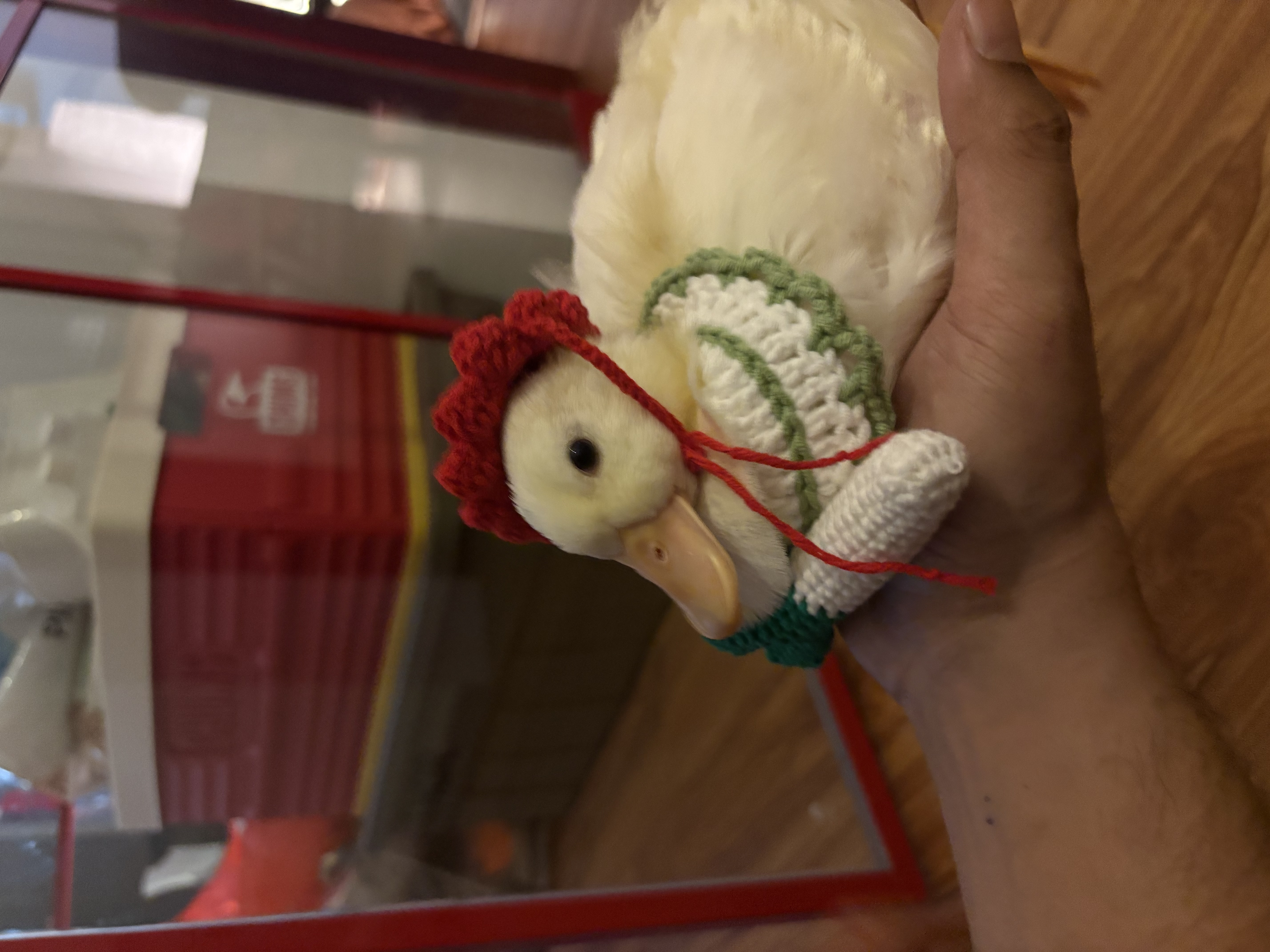 New-happy-additions-to-the-home-💃🏻