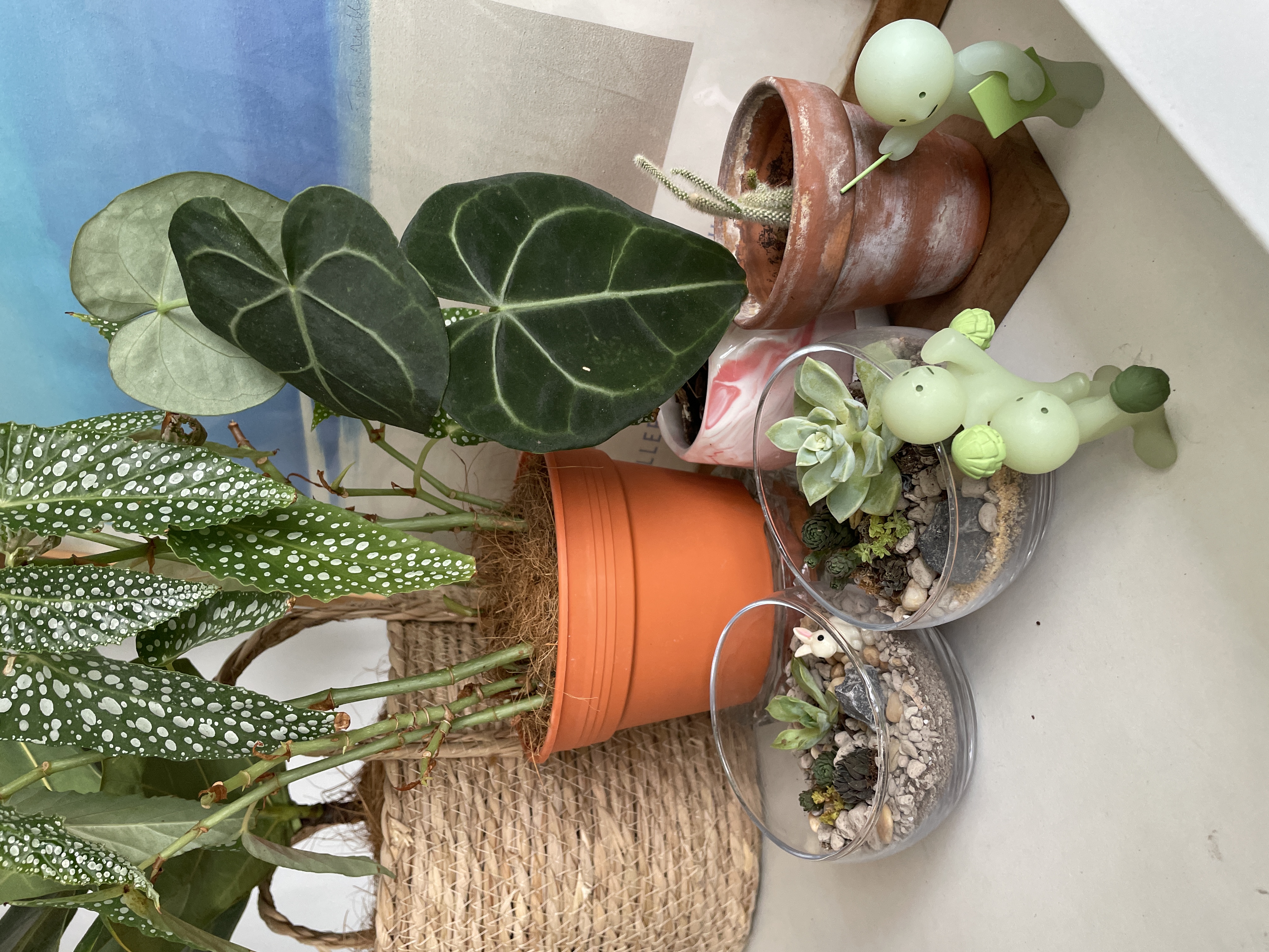 Inside Our Quirky Collectibles Corner 🍾✨