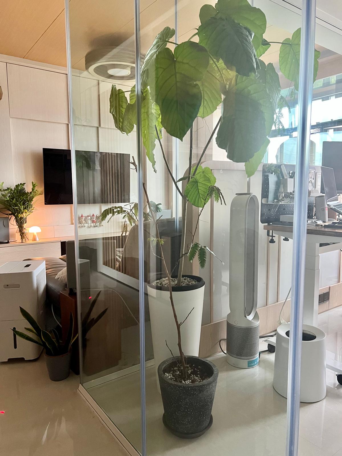 🌿Plants Around Our House That Actually Survived 😅