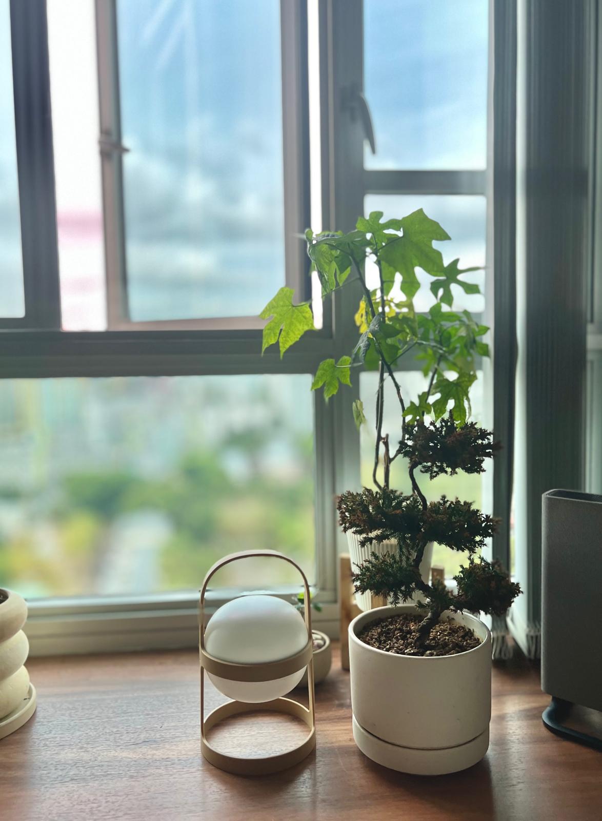🌿Plants Around Our House That Actually Survived 😅