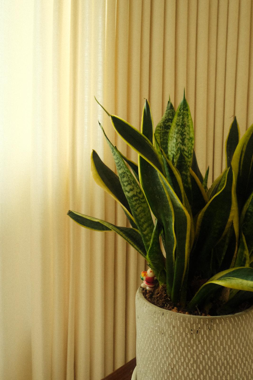 Current-Obsessions:-Greenery,-Decor-&-Cozy-Corners