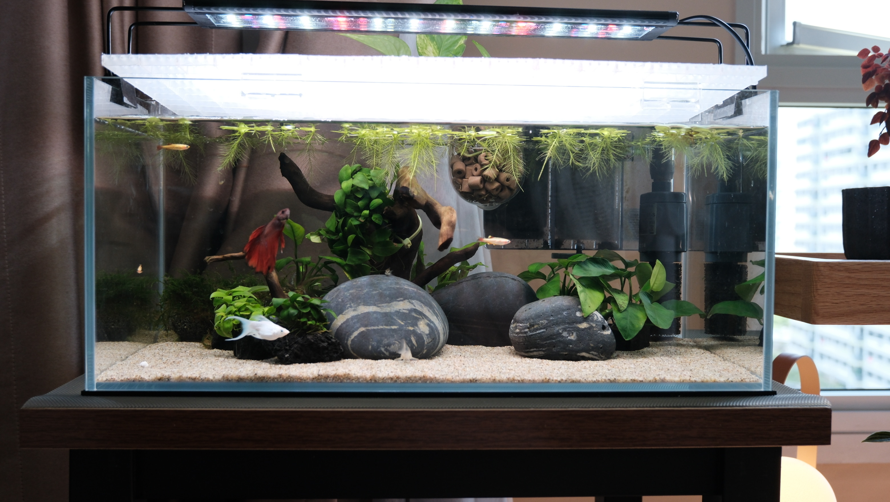 Underwater Zen: My Husband’s Fish Hobby