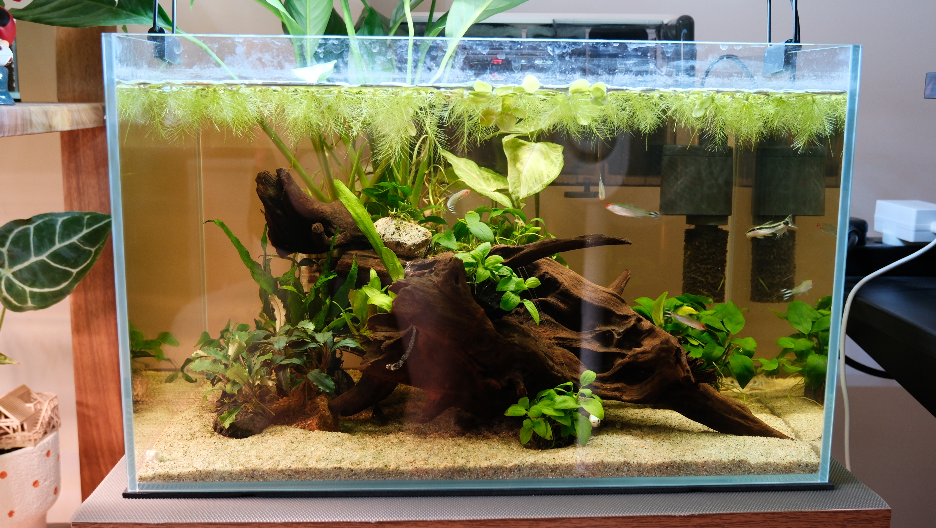 Underwater Zen: My Husband’s Fish Hobby
