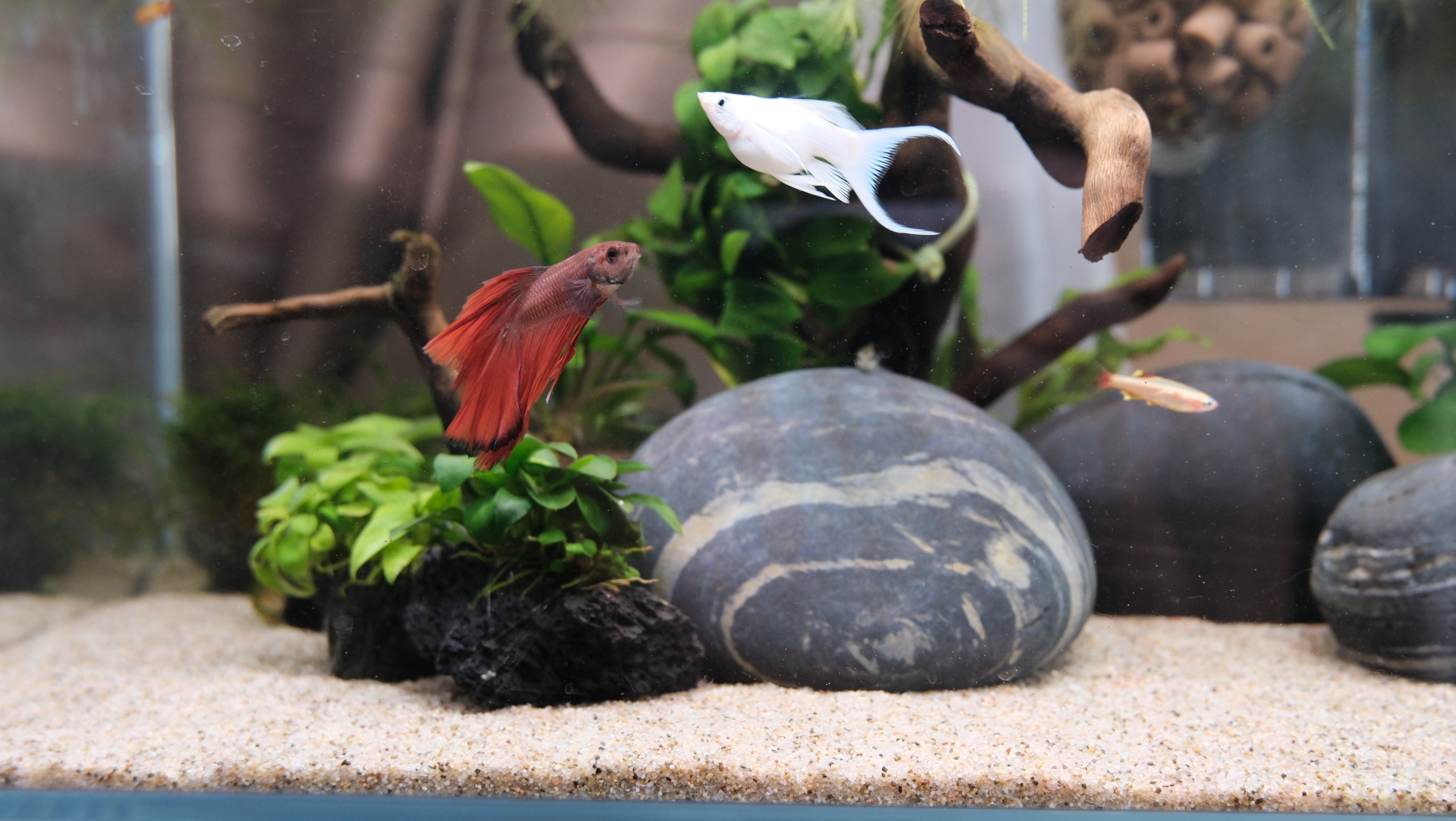 Underwater Zen: My Husband’s Fish Hobby