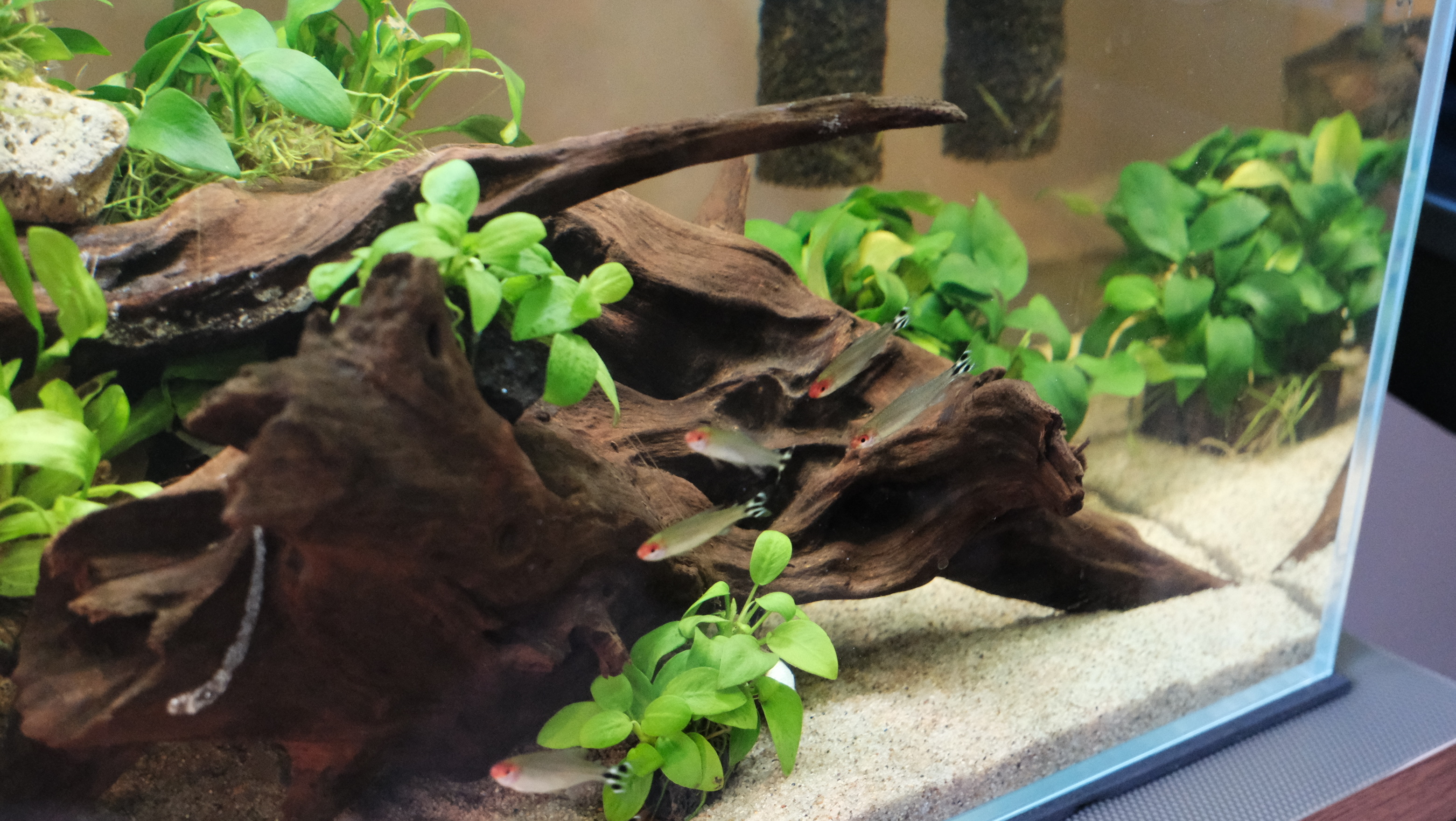 Underwater Zen: My Husband’s Fish Hobby