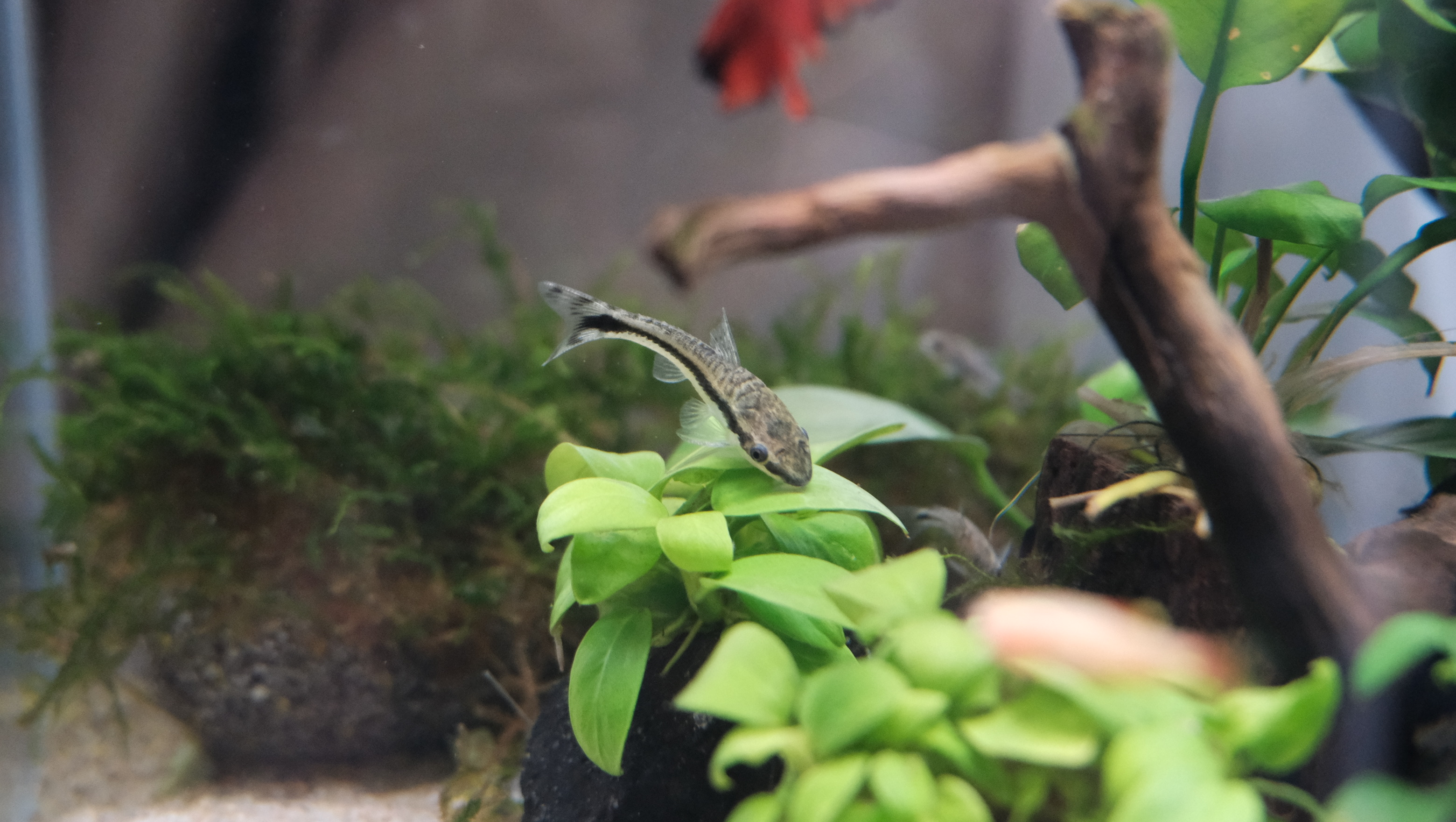 Underwater Zen: My Husband’s Fish Hobby