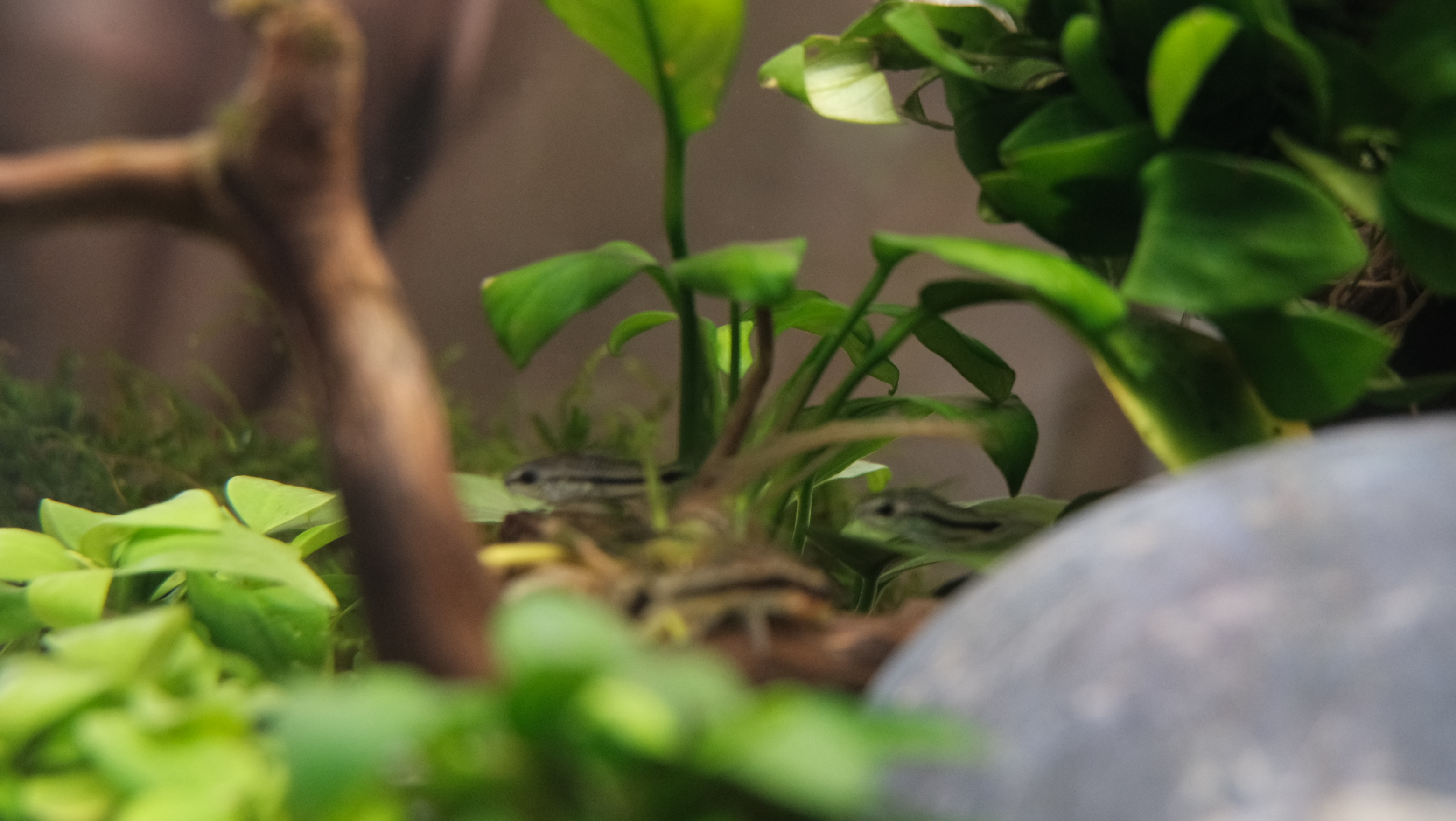 Underwater Zen: My Husband’s Fish Hobby