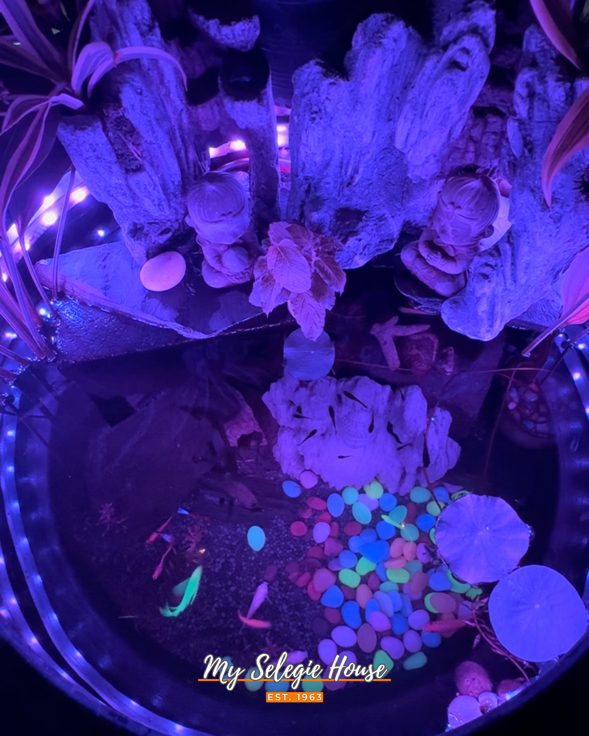 Building-My-Dream-Home-on-a-Dime-with-Creativity