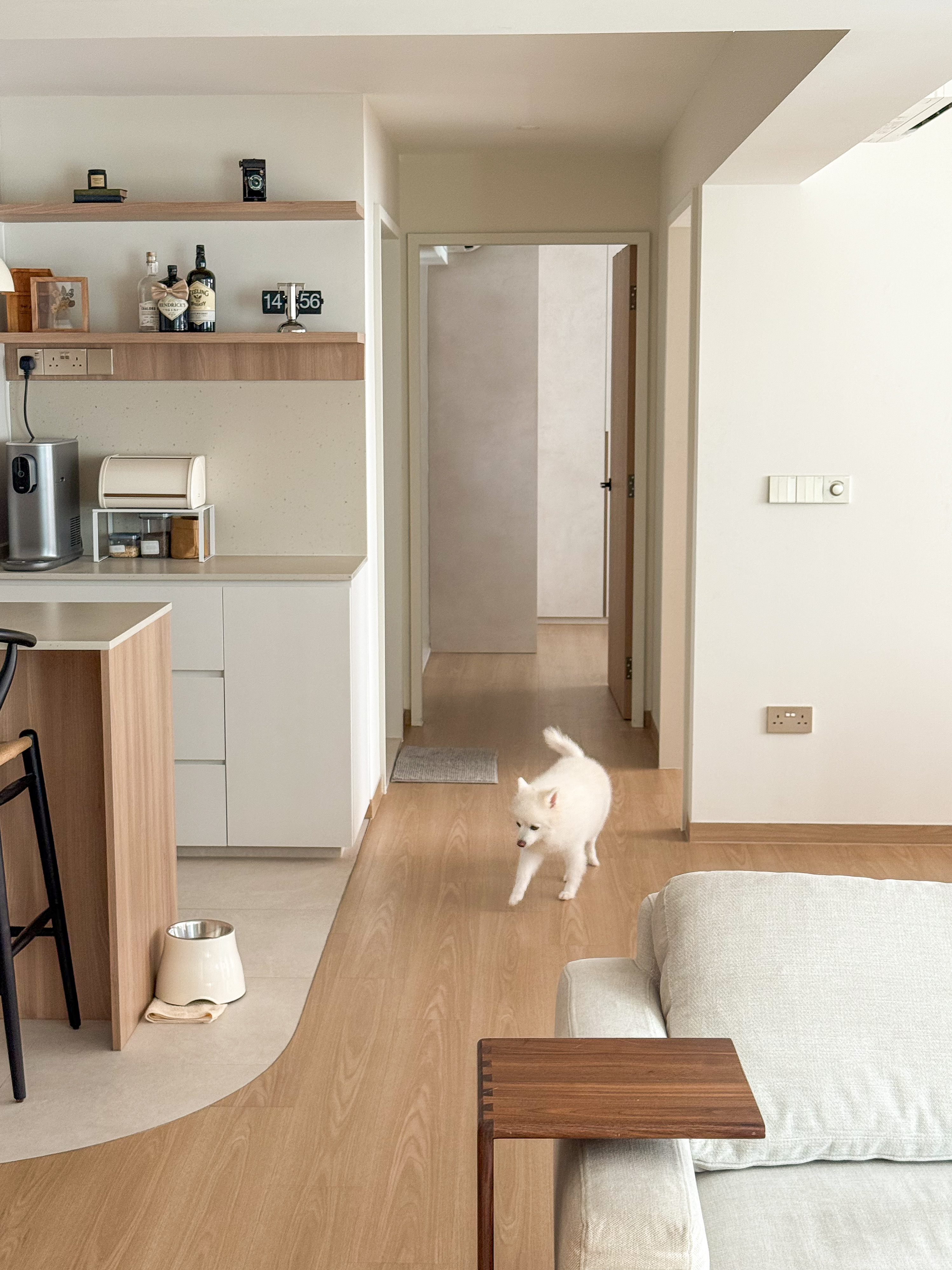 Our-Fav-Housemate:-Meet-Benji-🏠🐶