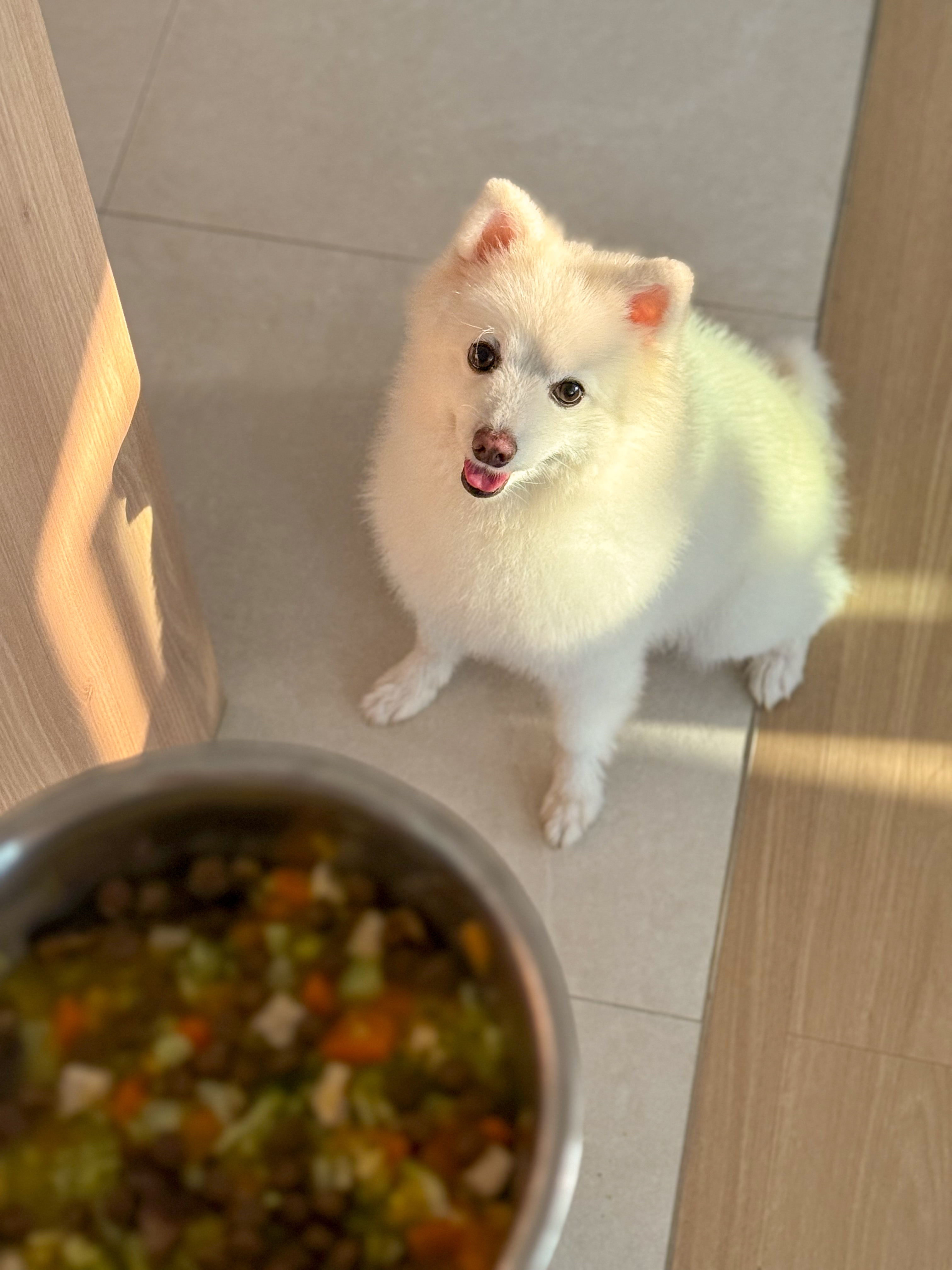 Our Fav Housemate: Meet Benji 🏠🐶