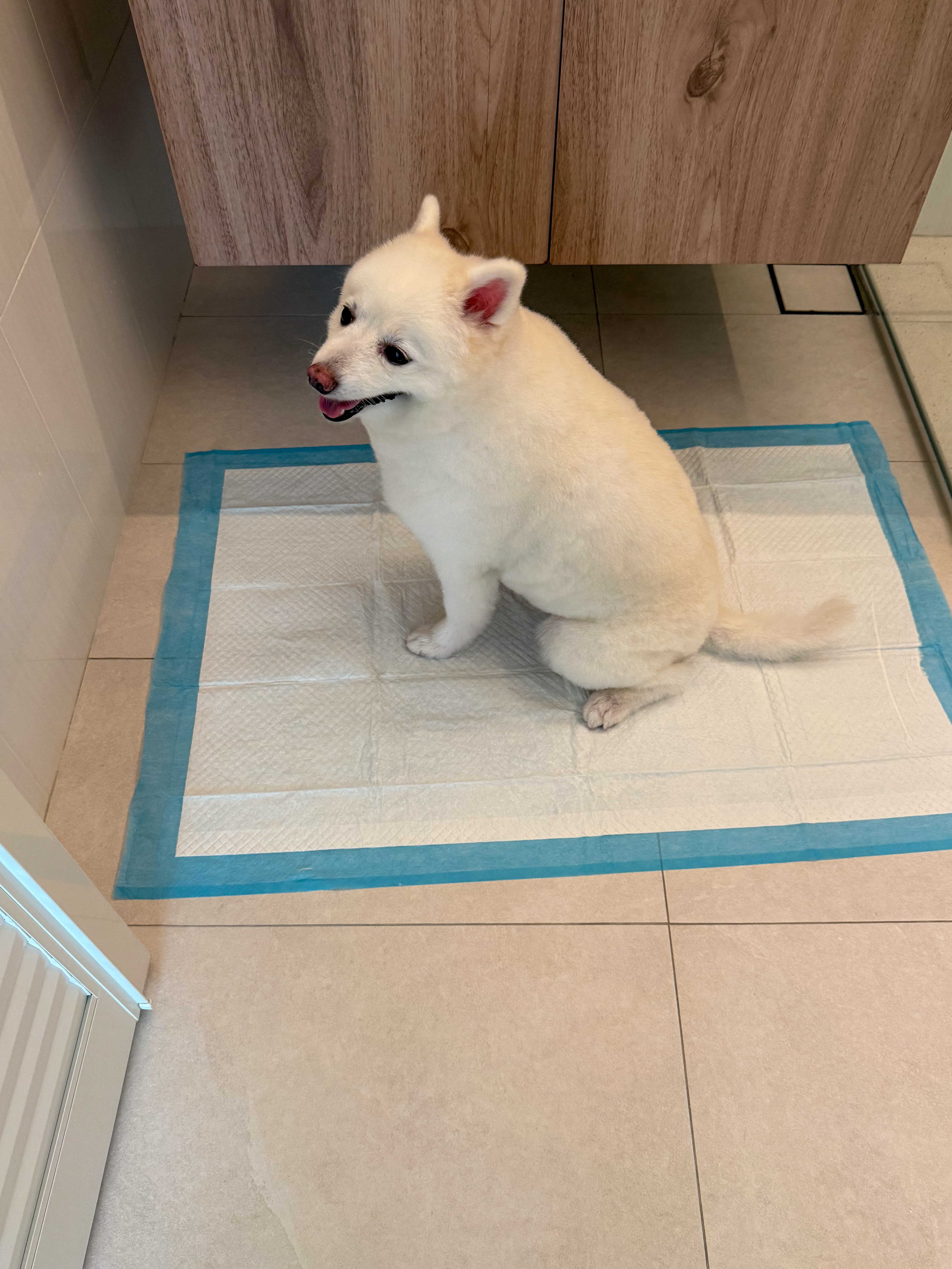 Our Fav Housemate: Meet Benji 🏠🐶