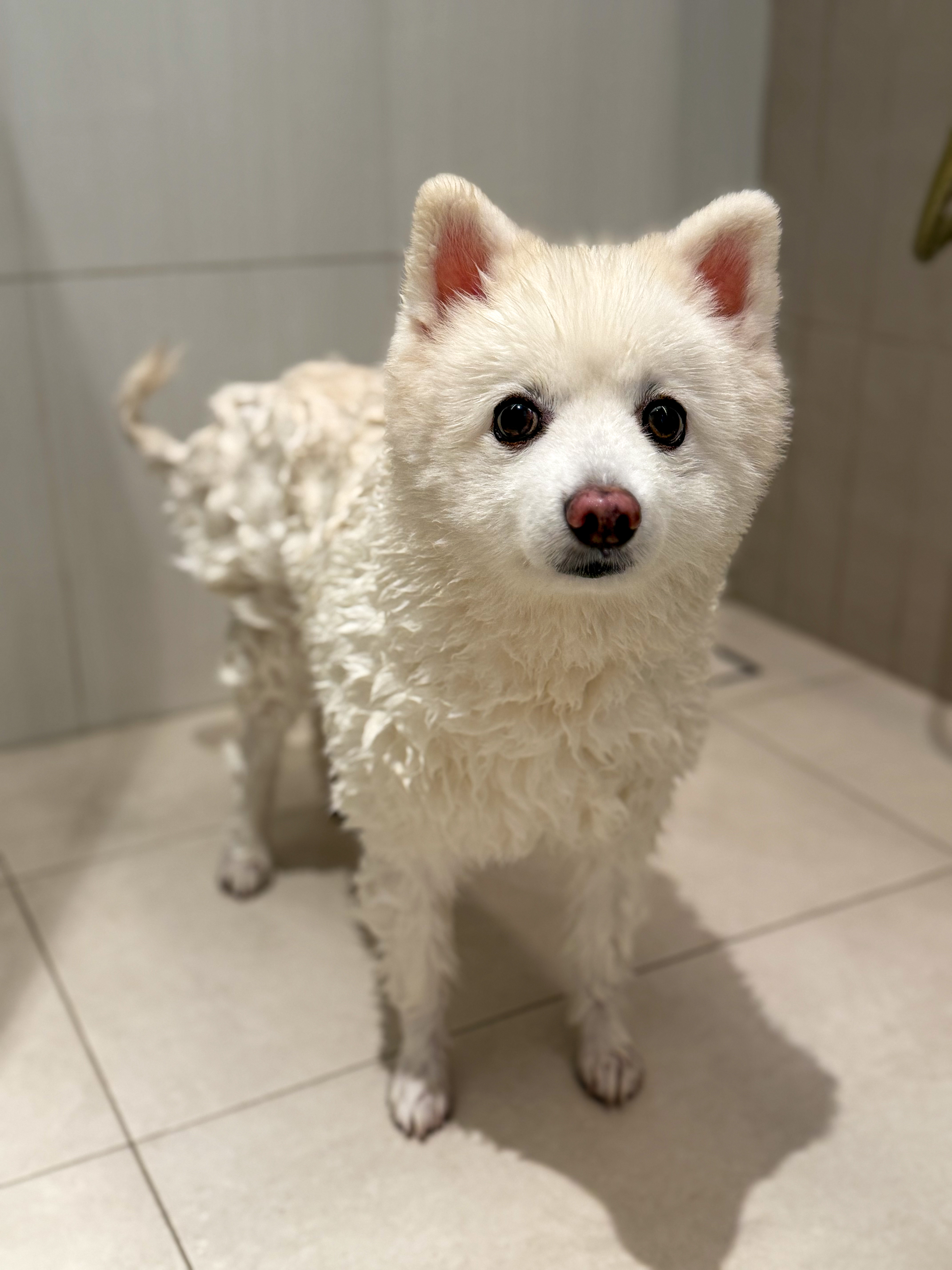 Our Fav Housemate: Meet Benji 🏠🐶