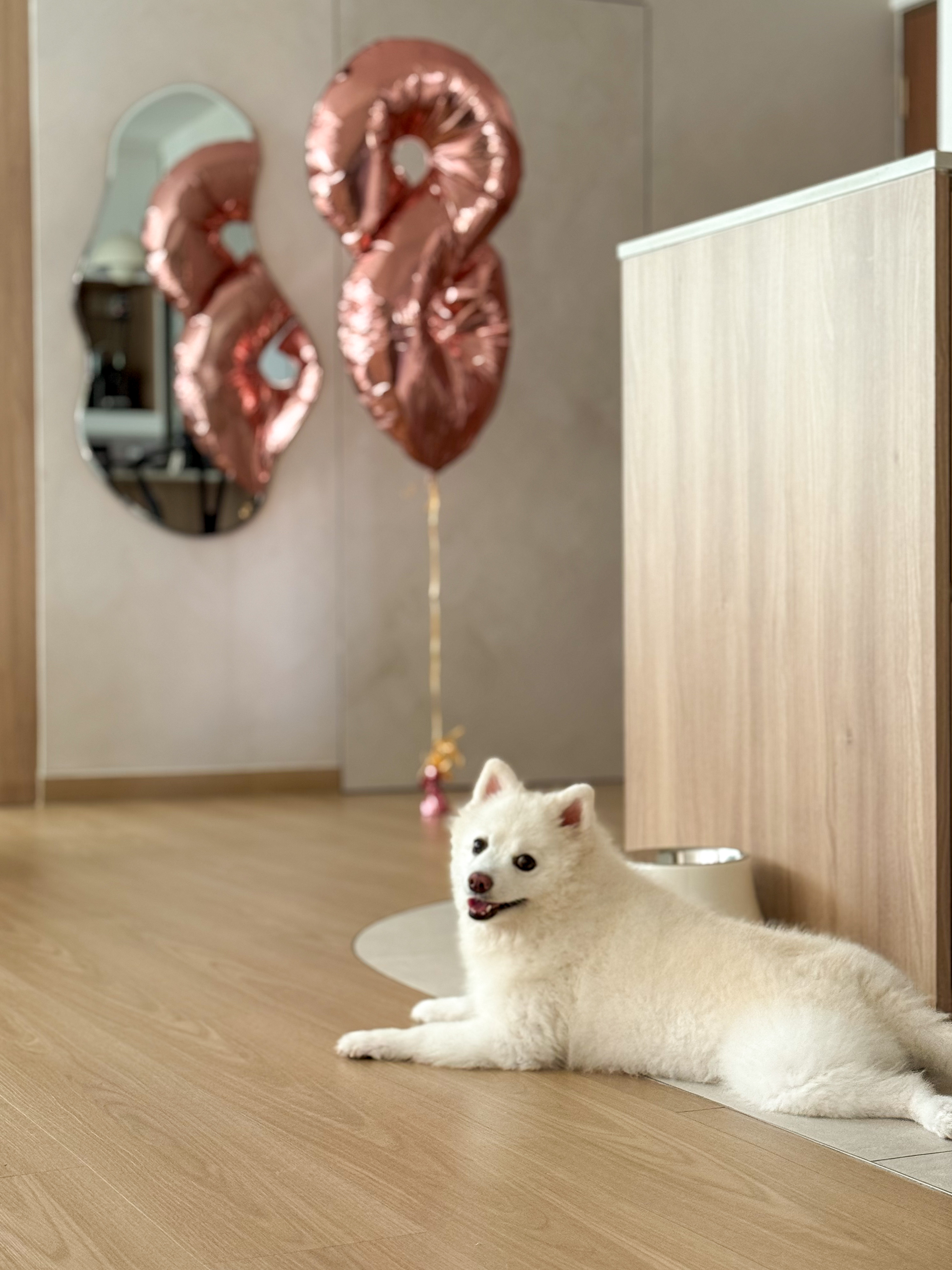 Our Fav Housemate: Meet Benji 🏠🐶