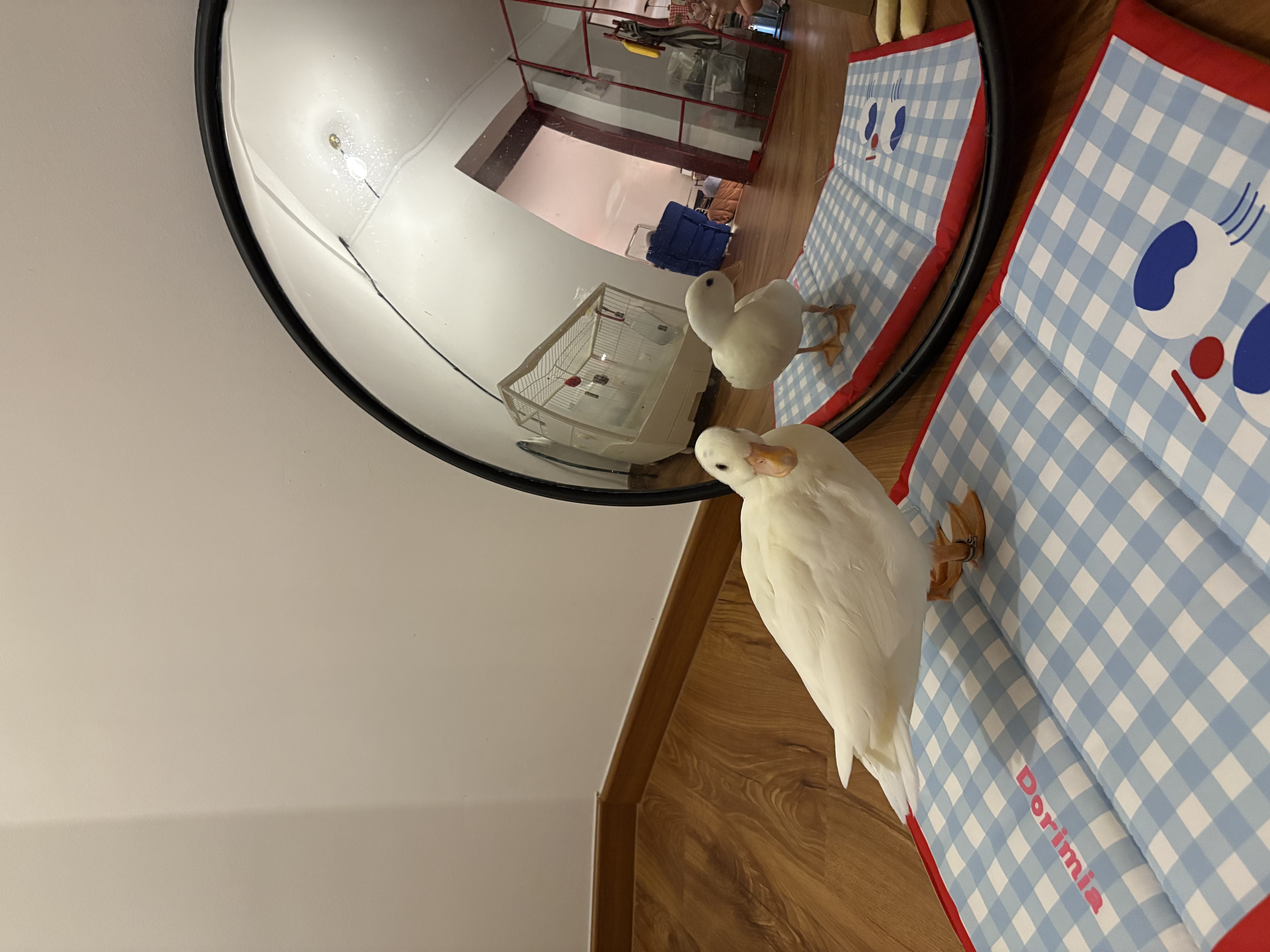 Living with a Call Duck 🦆
