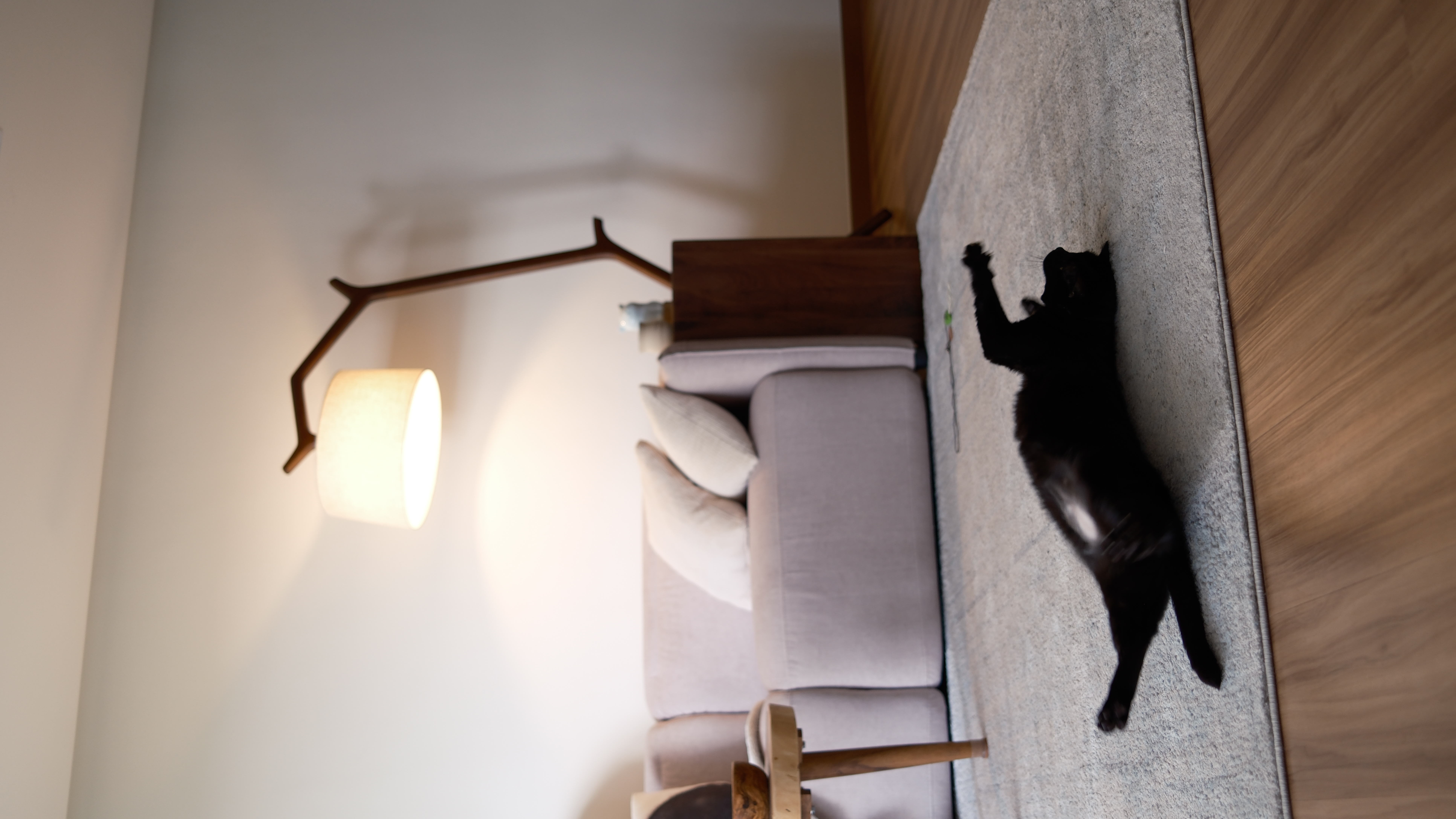 5 Home Decisions With Our Cat In Mind