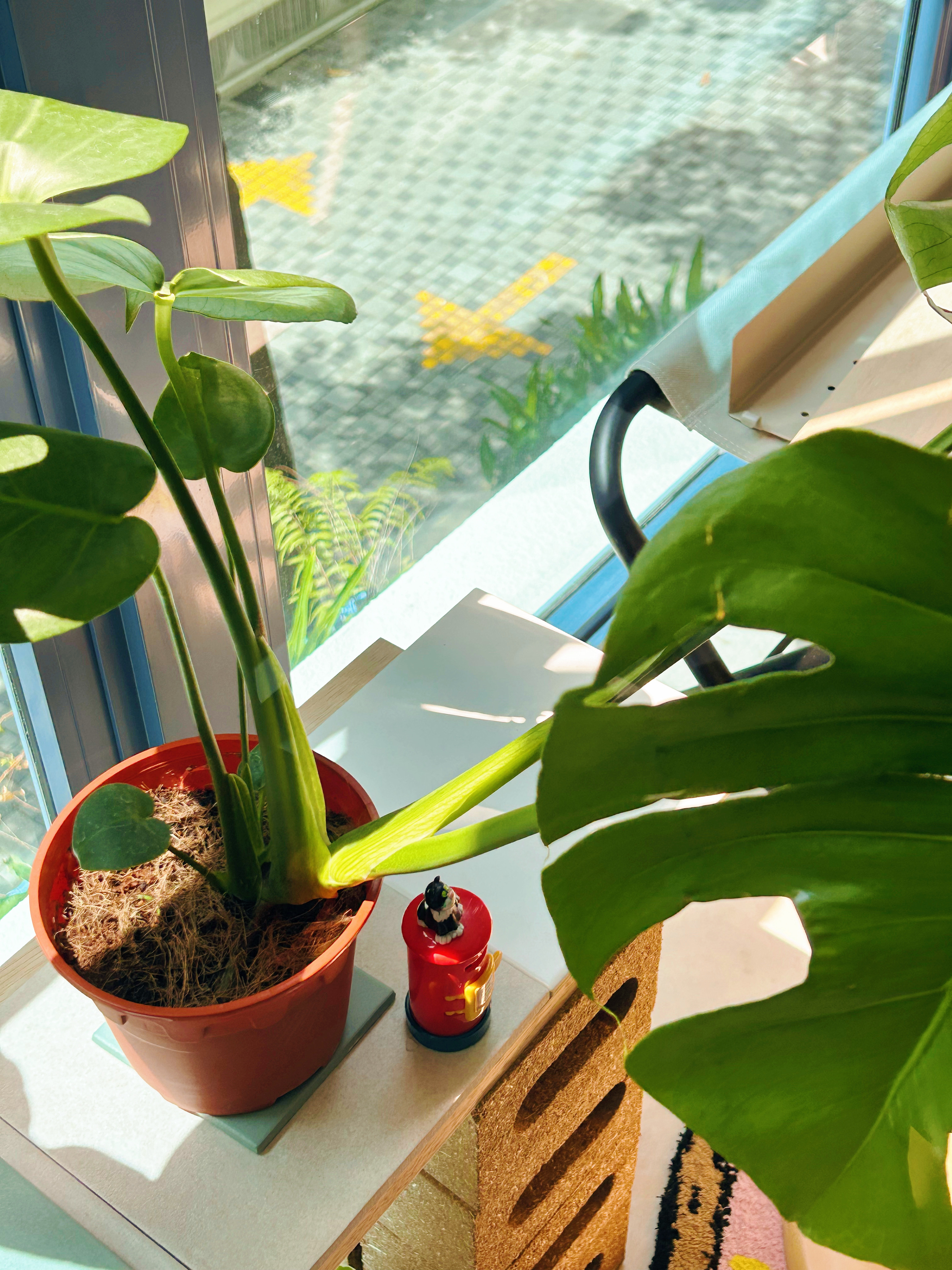 A day with my plants - Sunlit Moments!